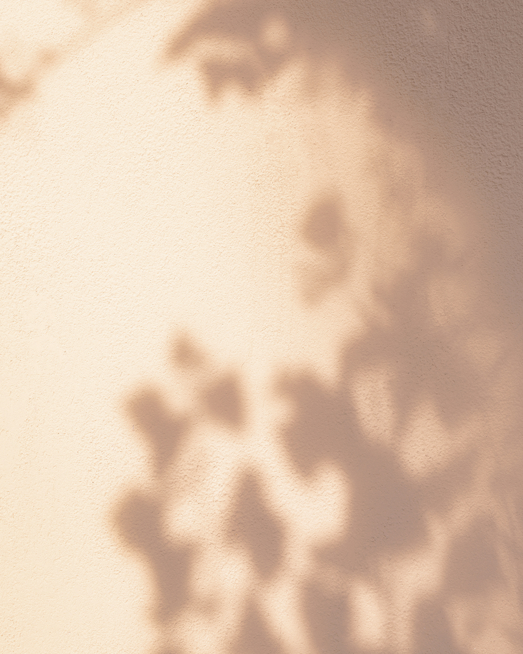 A shadow of a plant on a stucco wall