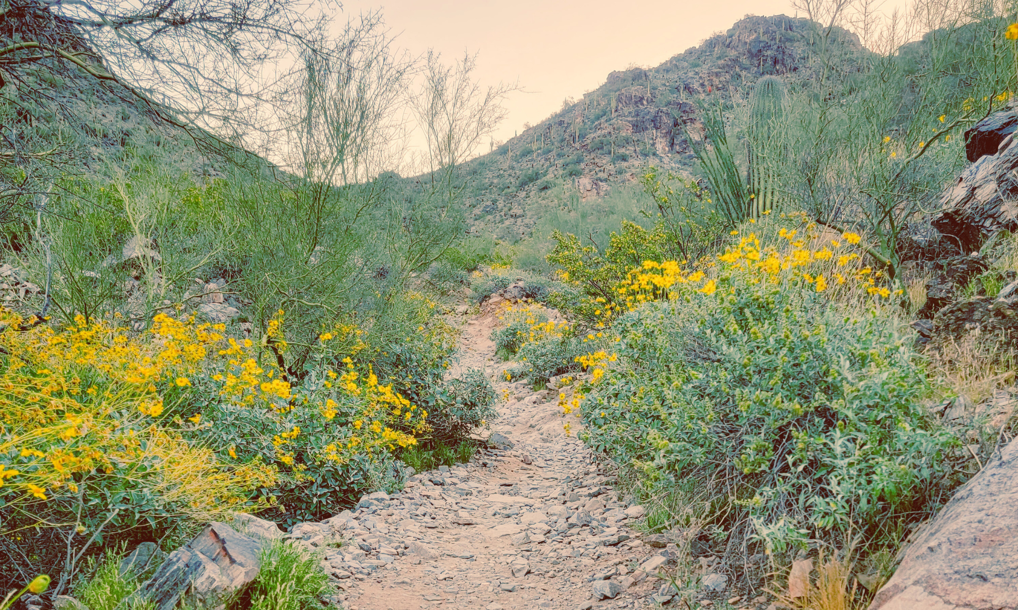 A desert mountain trail