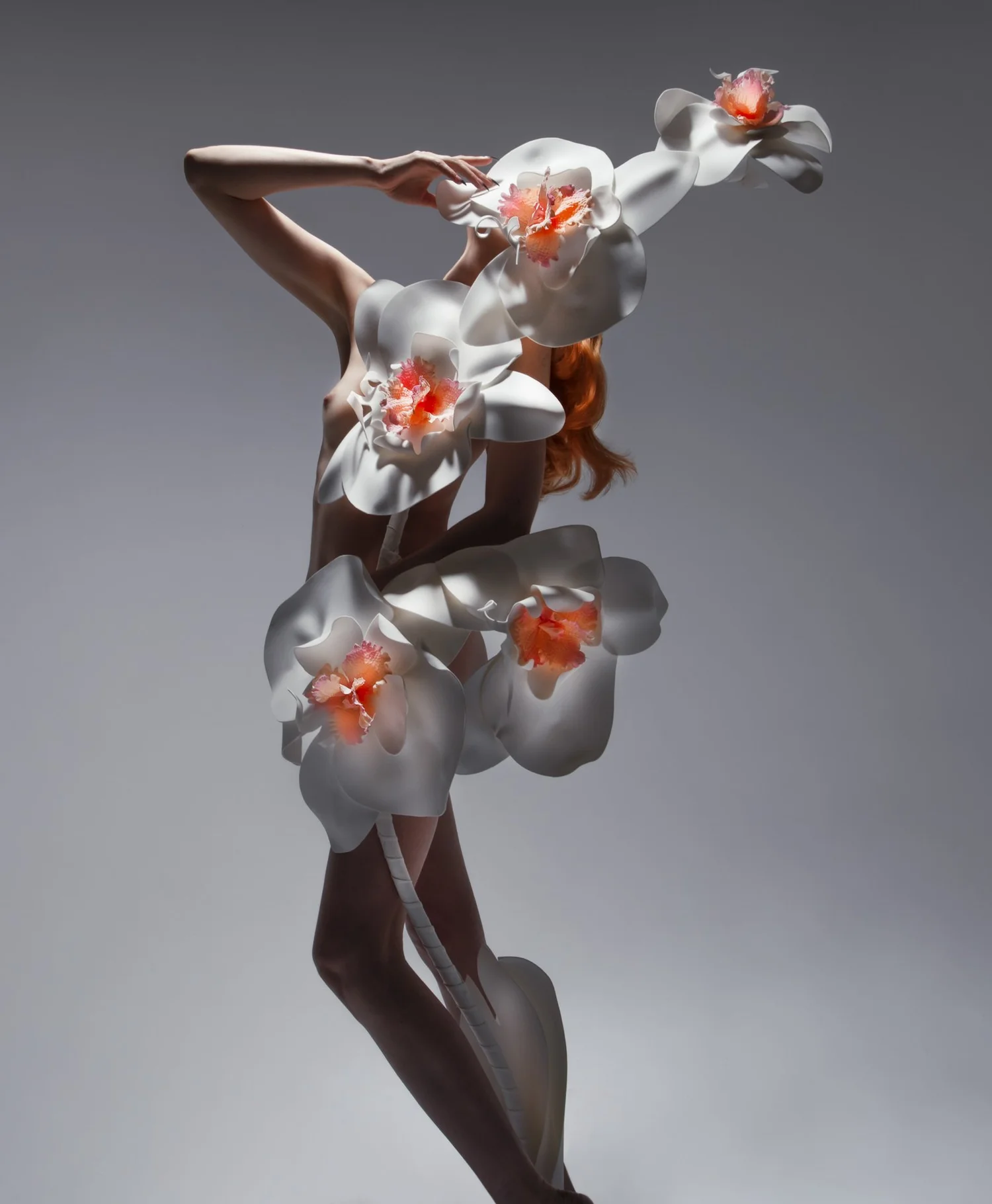 Bloom orchids, © Aaron McPolin