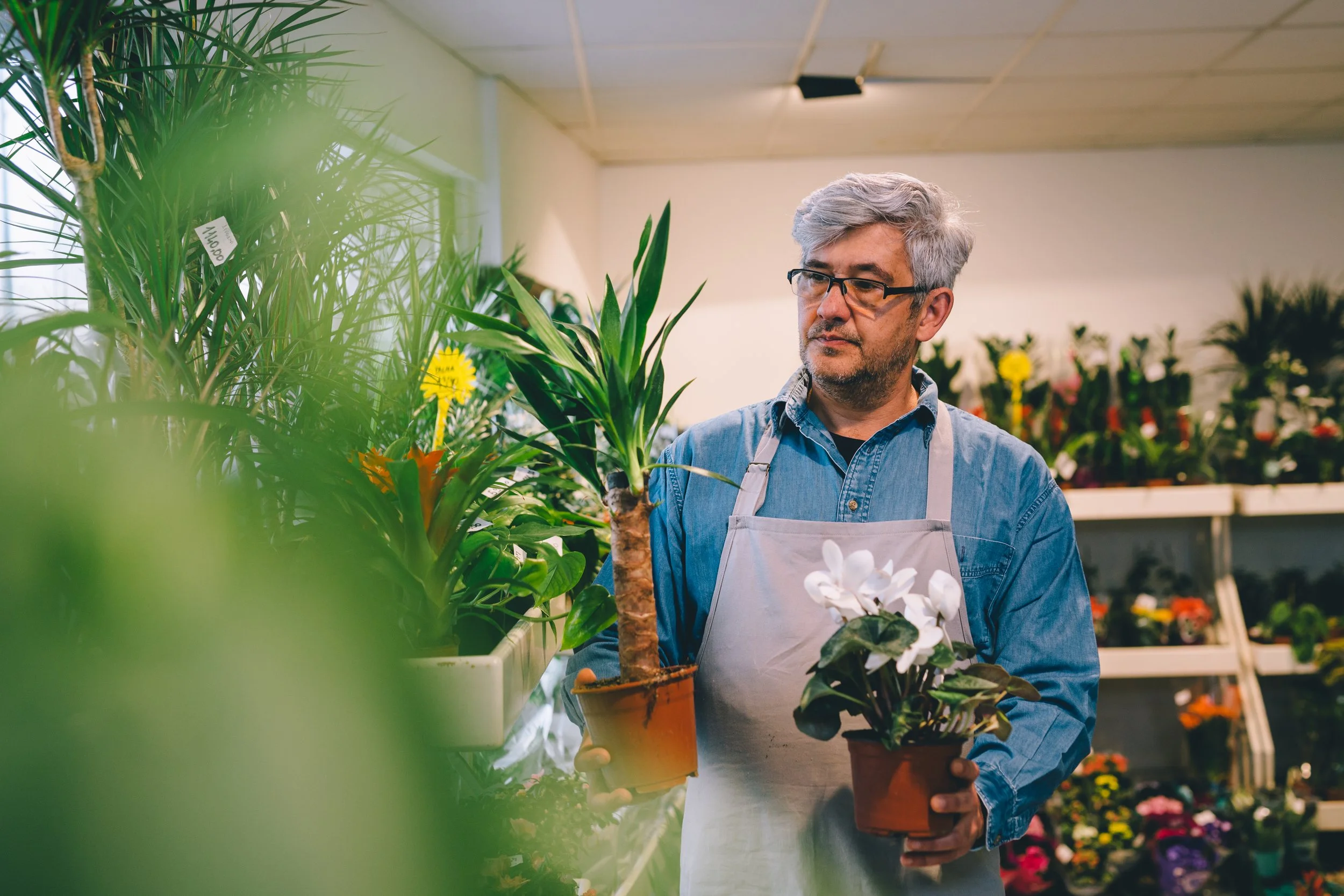 A white-haired mature man wearing an apron and working in a flower shop