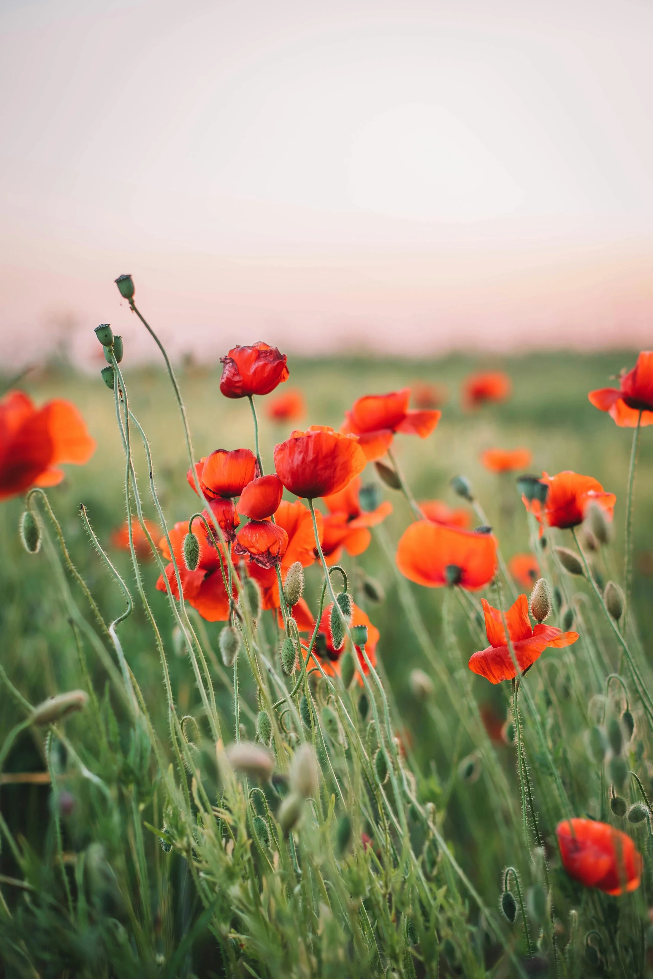 Orange poppies in a green field with pink and gray sky above