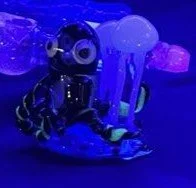 The birth of one of our glow in the dark octi