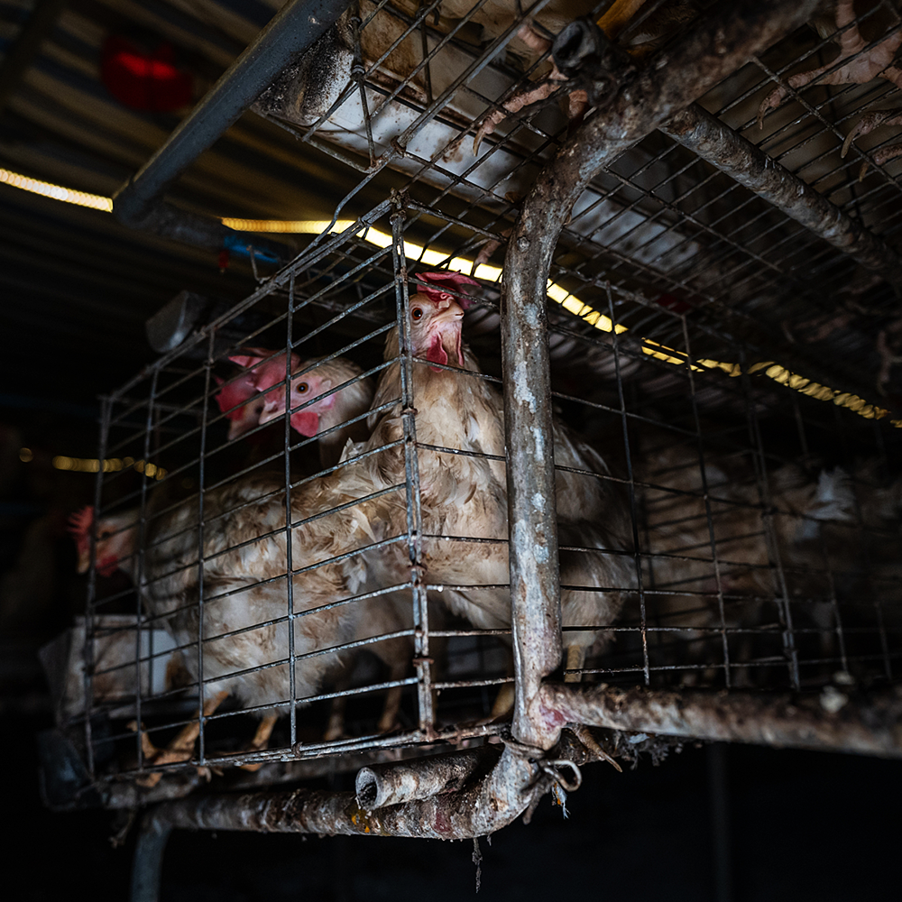 Battery Cage Hannaford NECA