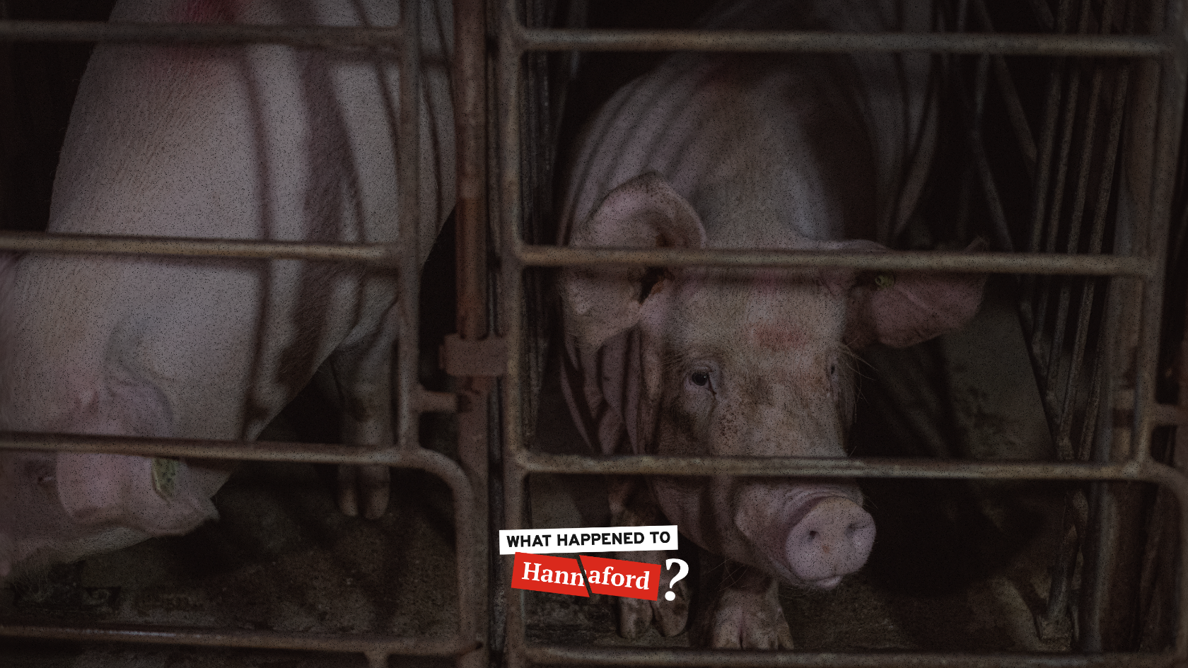 Beware: Hannaford’s Food Standards are Worse Than Fast Food Chains’