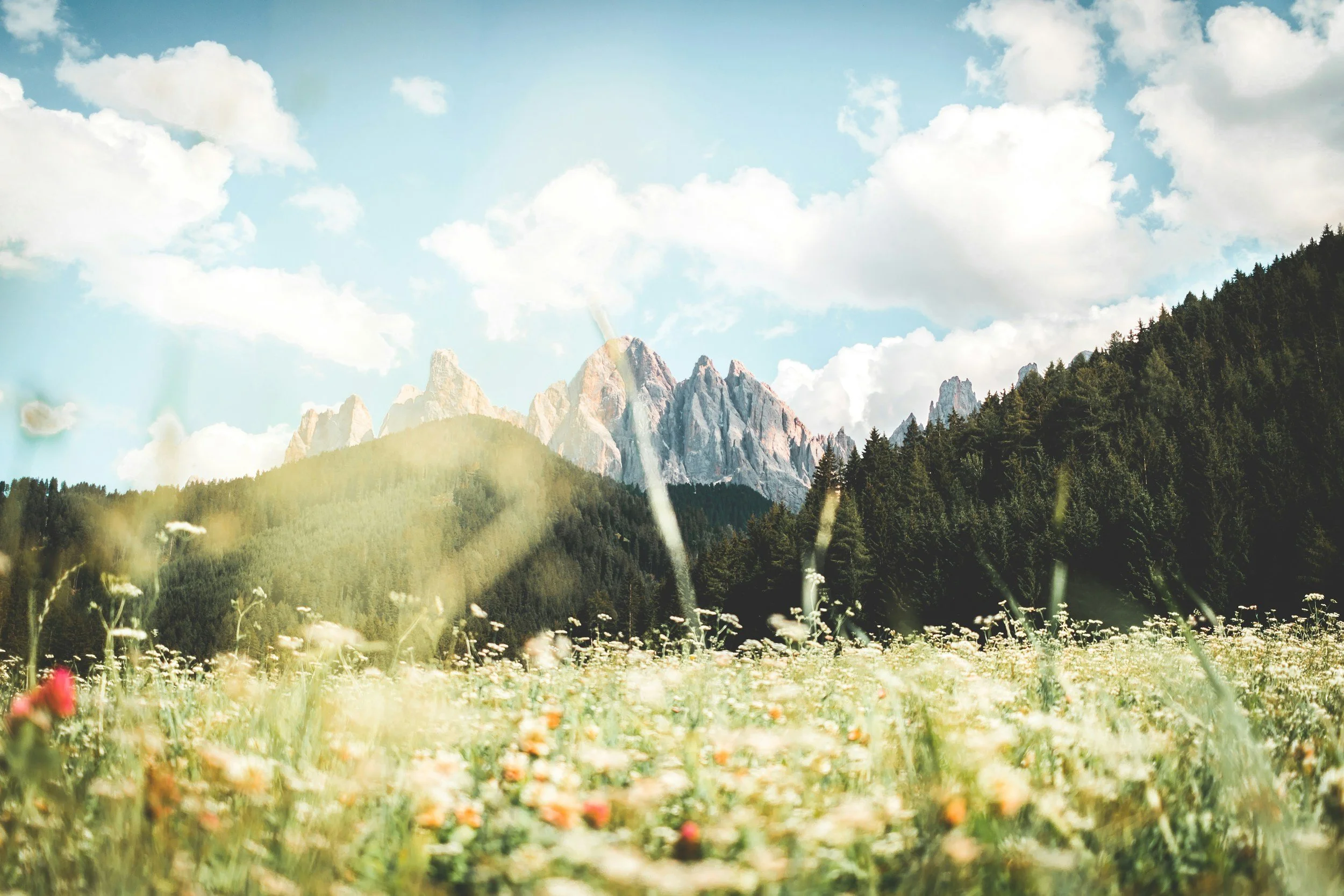 A scenic mountain landscape with a clear blue sky and scattered white clouds, green forested hills, and a flowering meadow in the foreground.