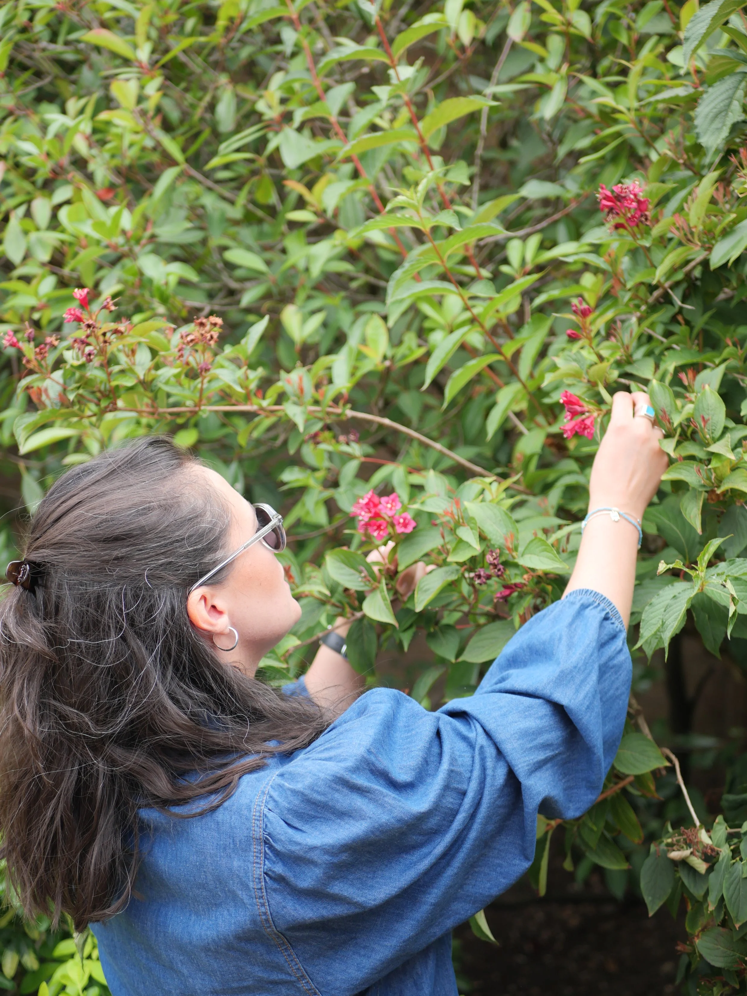 Sophie picking pink flowers from a green bush.