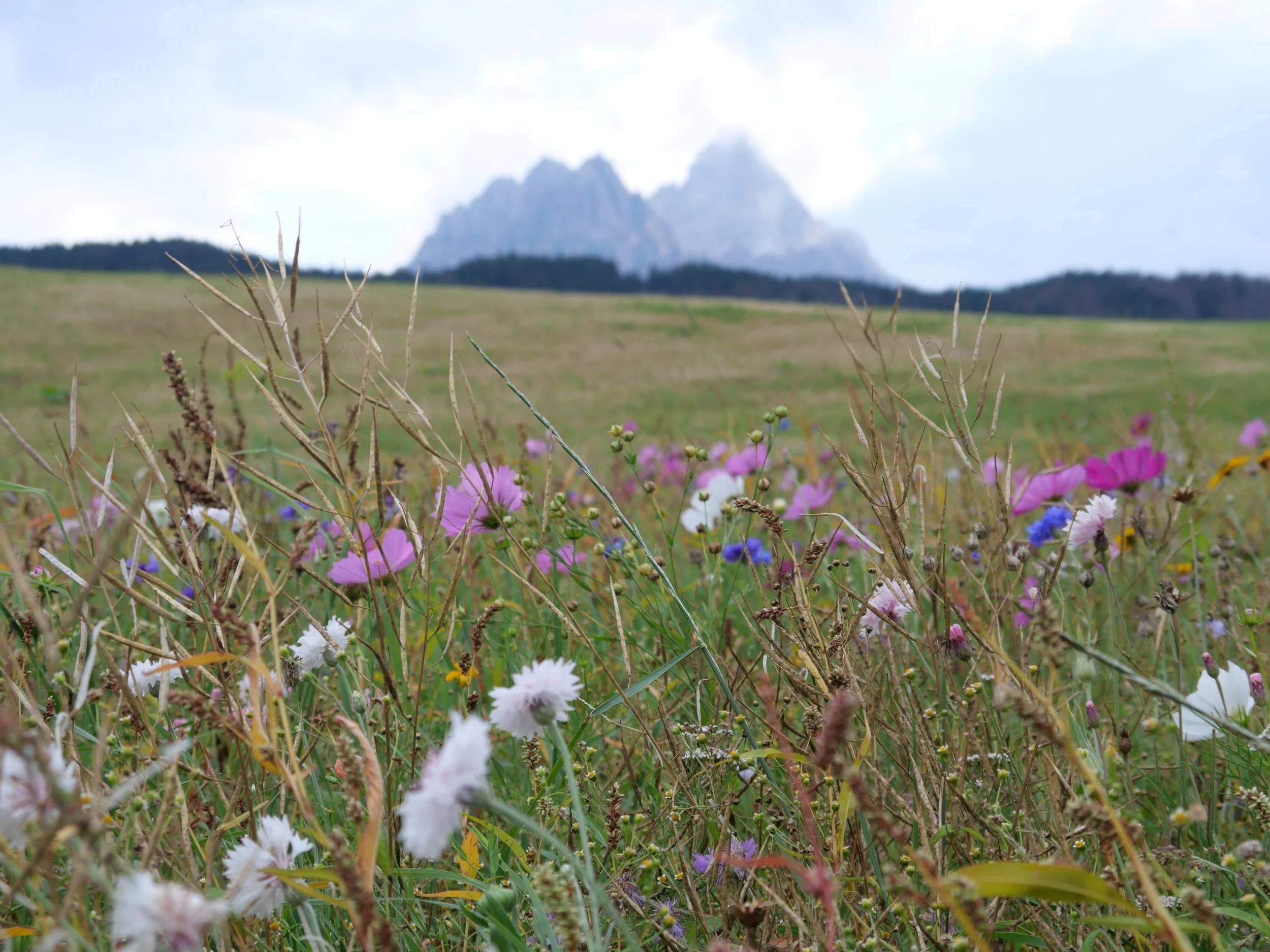 A field of colorful wildflowers in the foreground with a mountain range in the background.