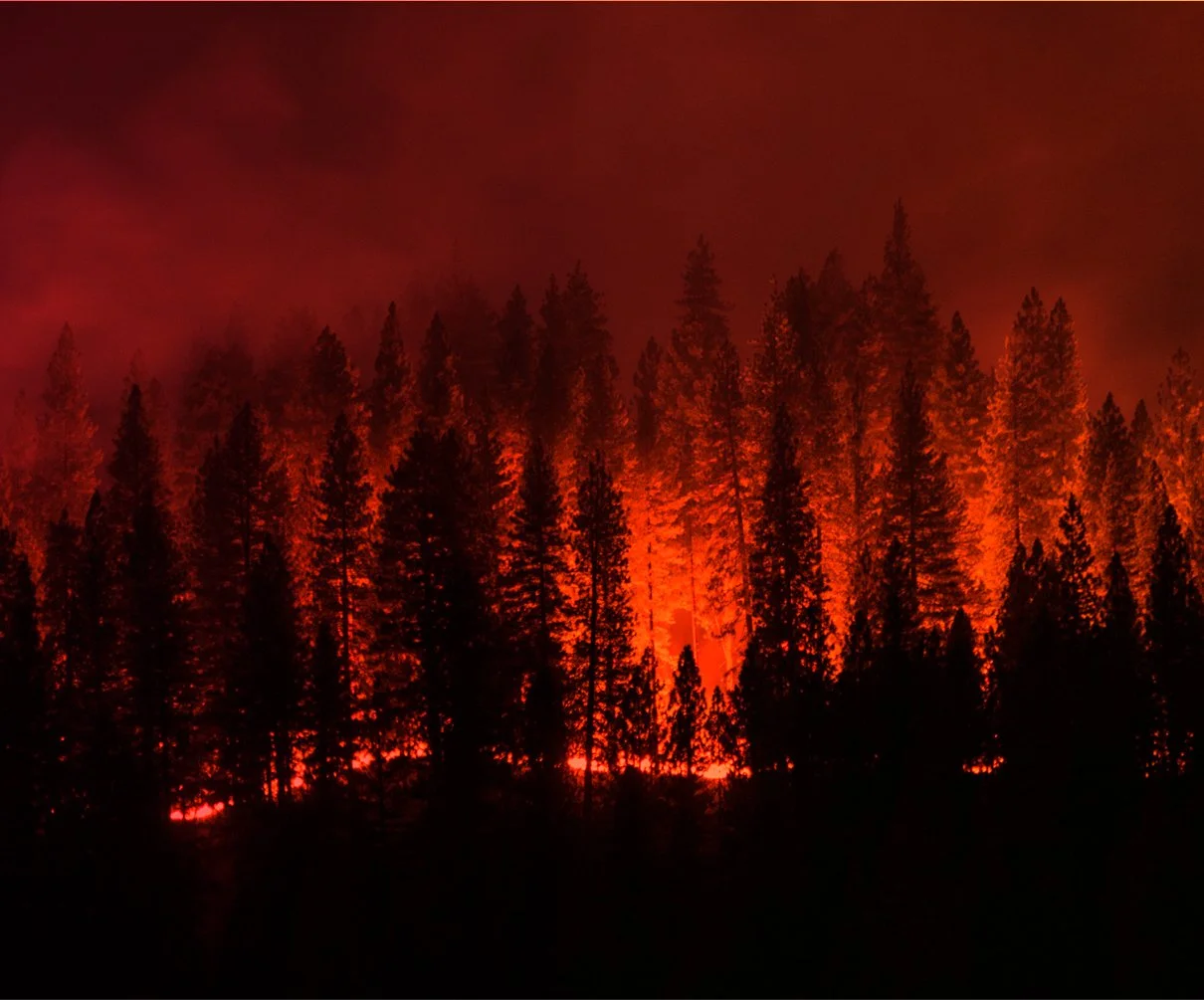 A forest fire with tall trees silhouetted against bright orange and red flames and smoke in the sky.