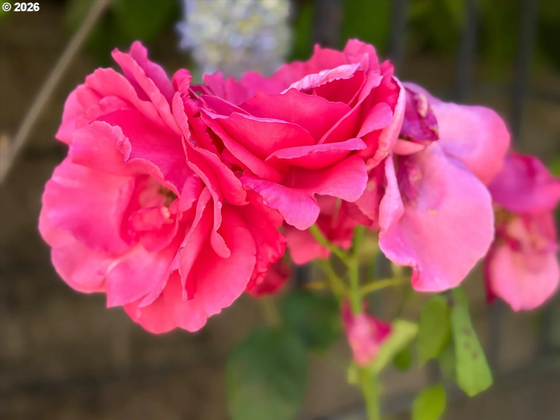 imageye___-_imgi_75_375621879-36.jpg