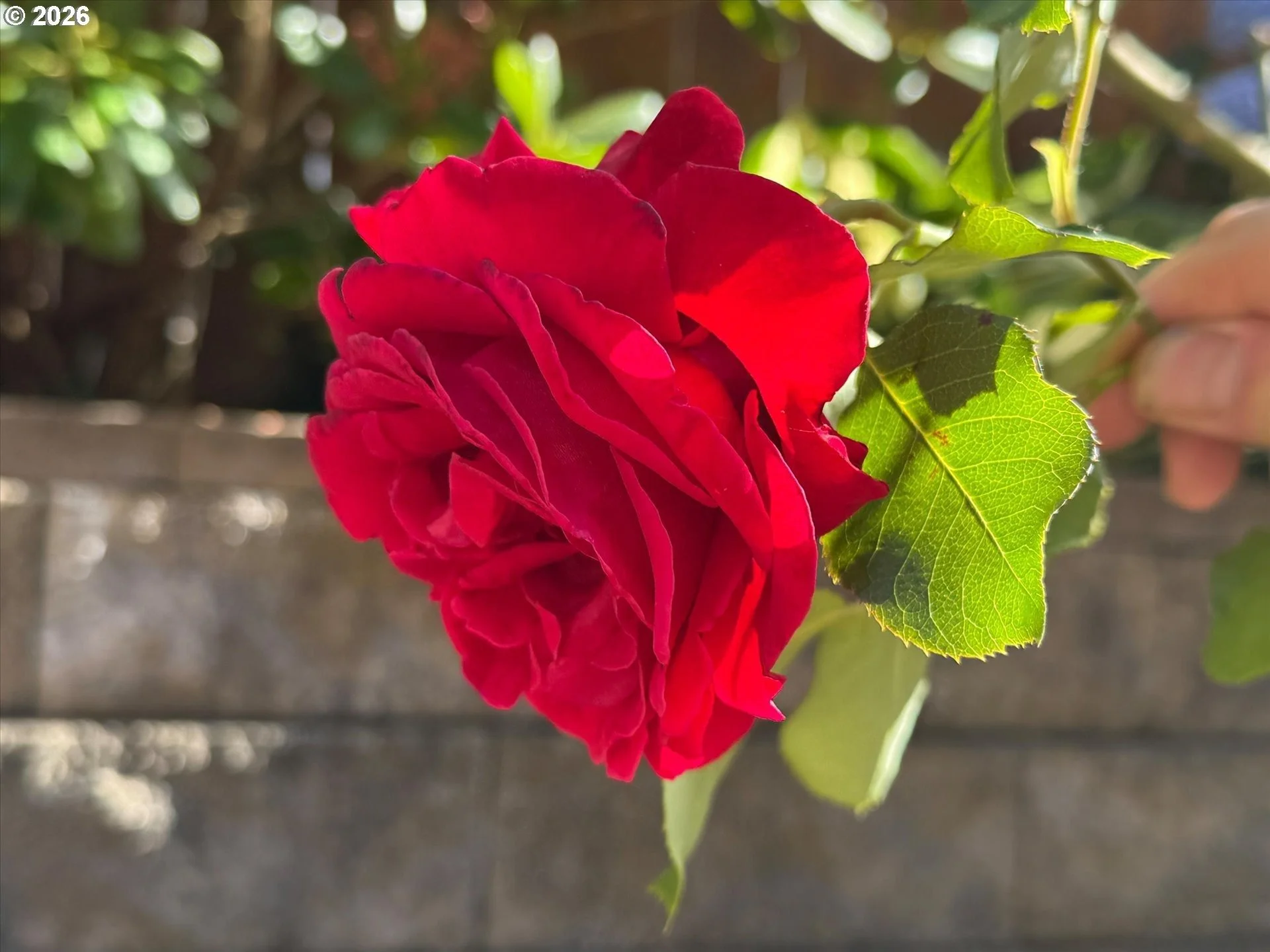 imageye___-_imgi_76_375621879-37.jpg