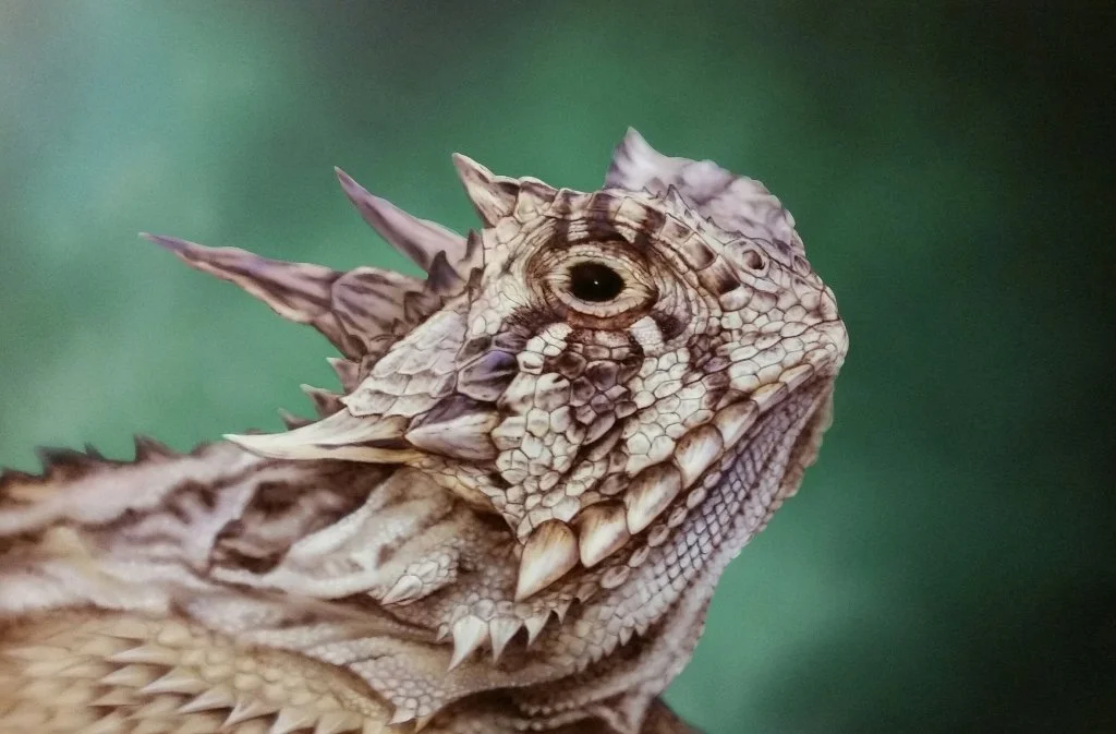 Horned Lizard Original Painting