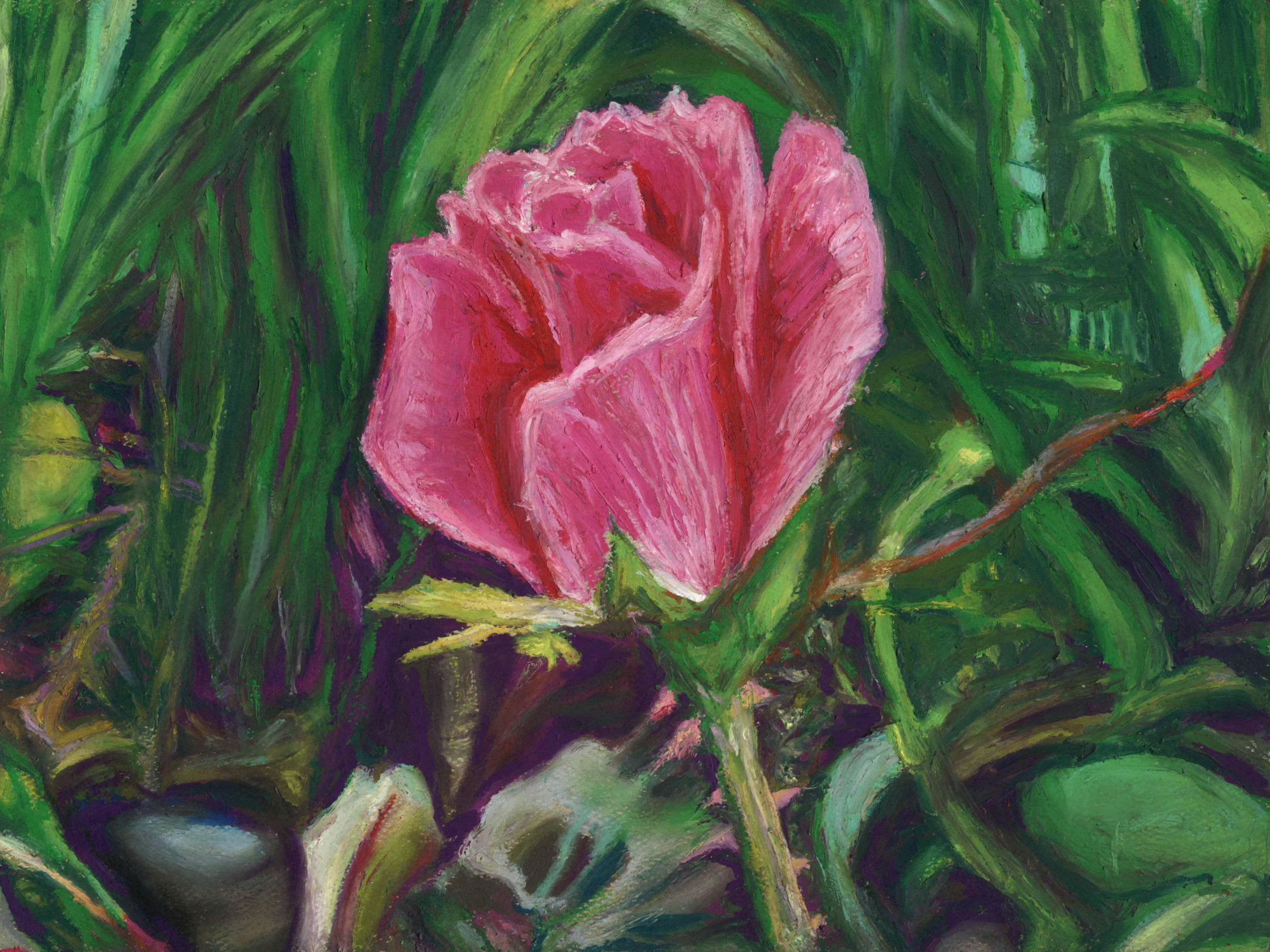 Rose, 12x9