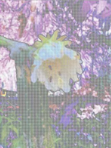 Close-up of a white flower on a tree with purple leaves in the background.