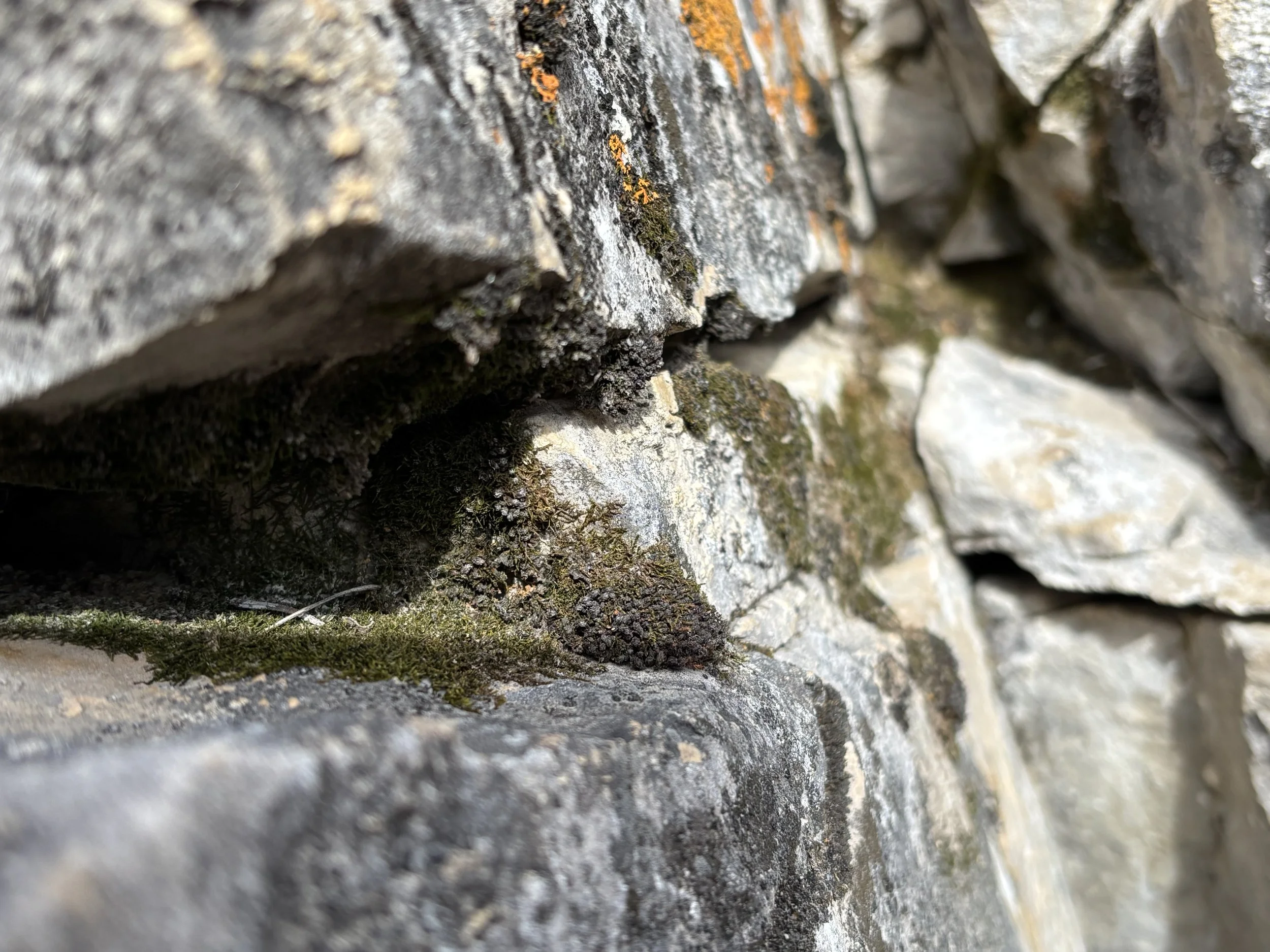 Growth in hard places. Rocks