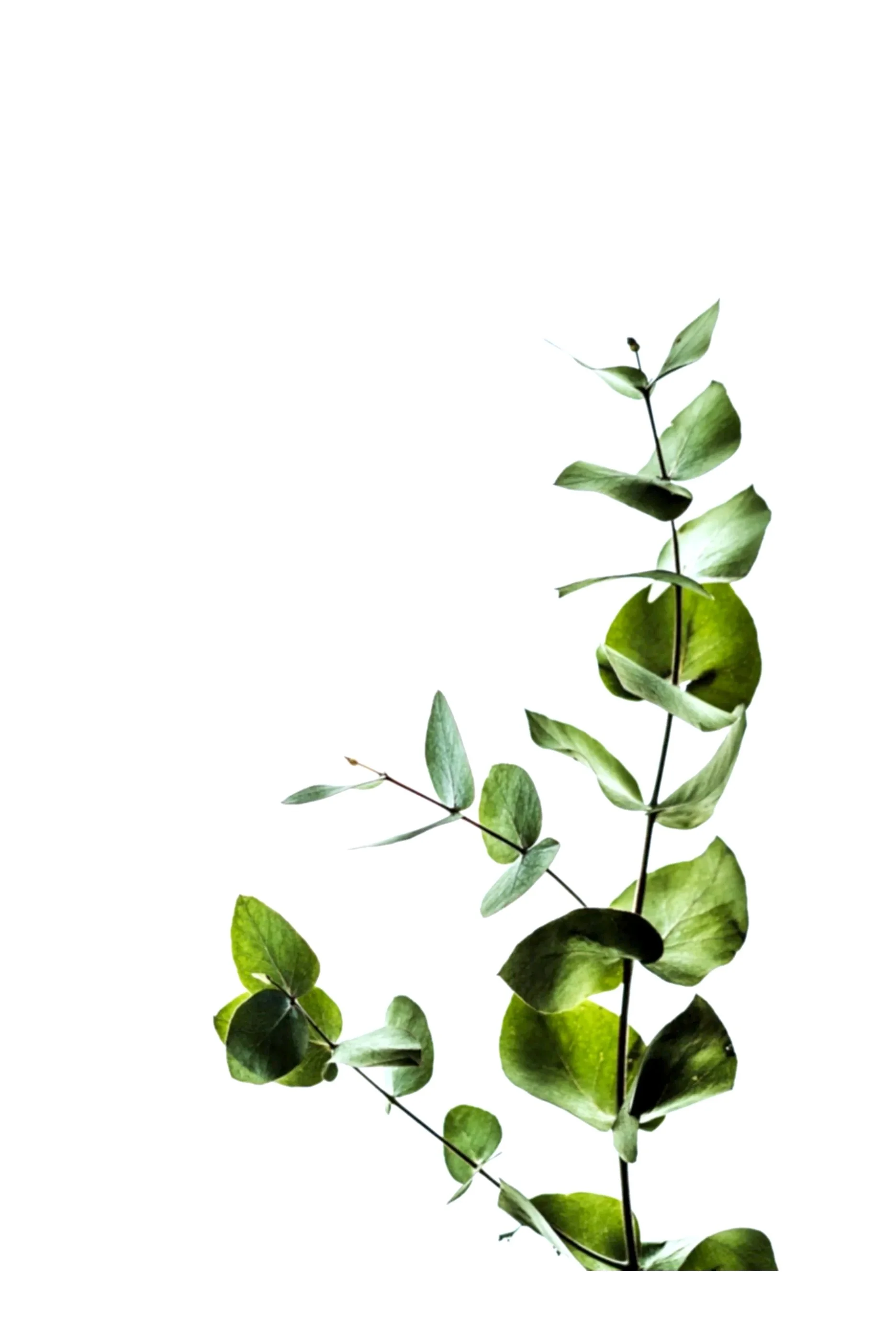 Plant reaching towards the sky