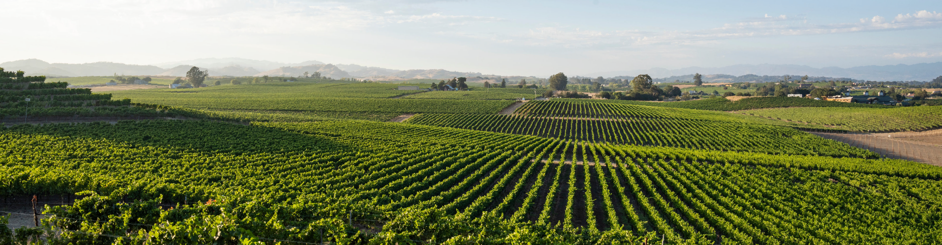 Vast vineyard with neatly aligned grapevines under a partly cloudy sky, rolling hills in the background.