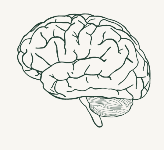 Line drawing of a human brain with the cerebellum.