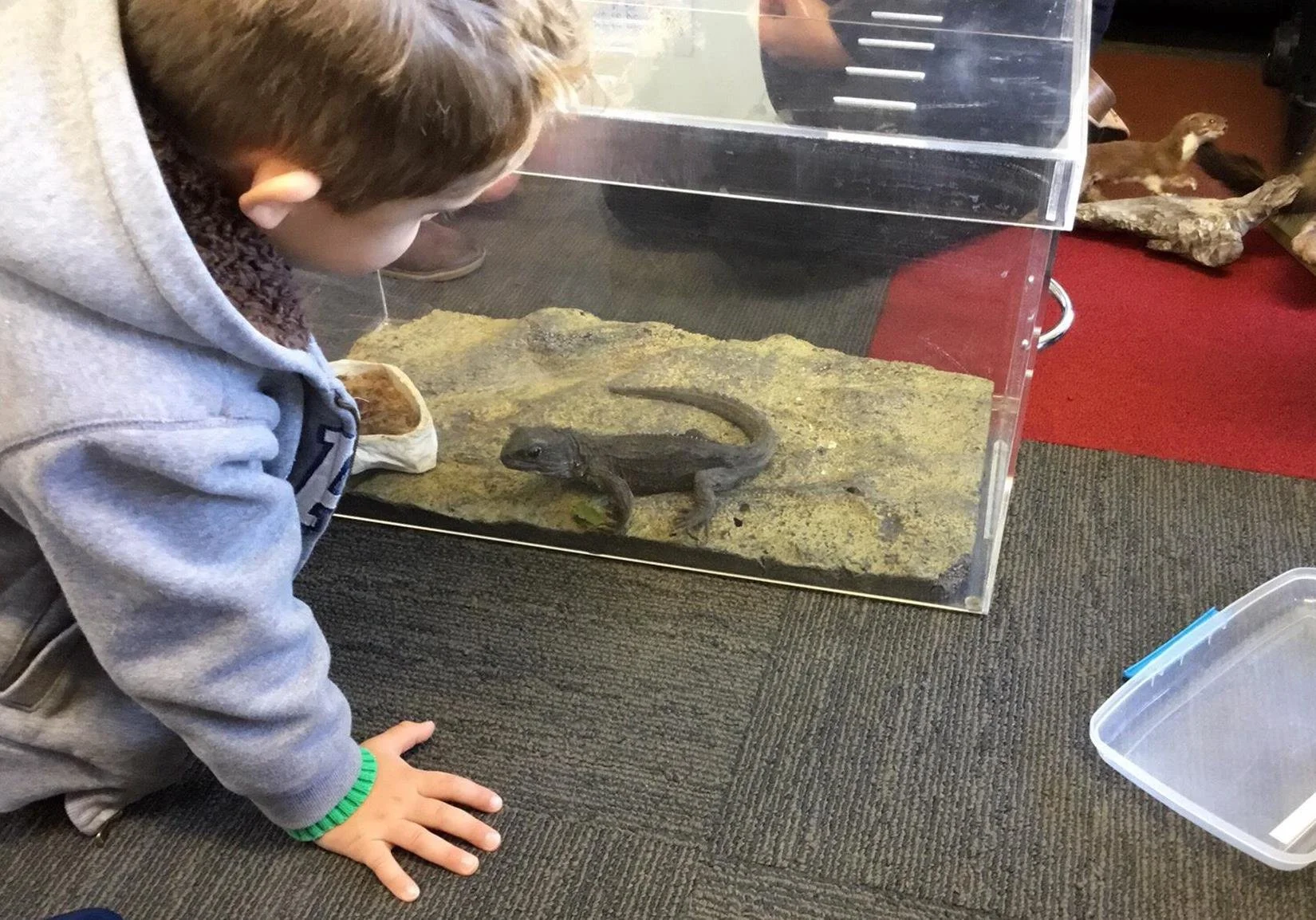 Child and tuatara - Copy.jpg