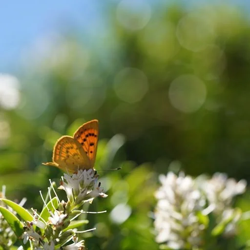 Copper butterfly.jpeg