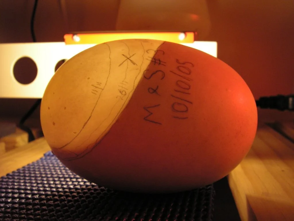 Egg candling - compressed.jpg