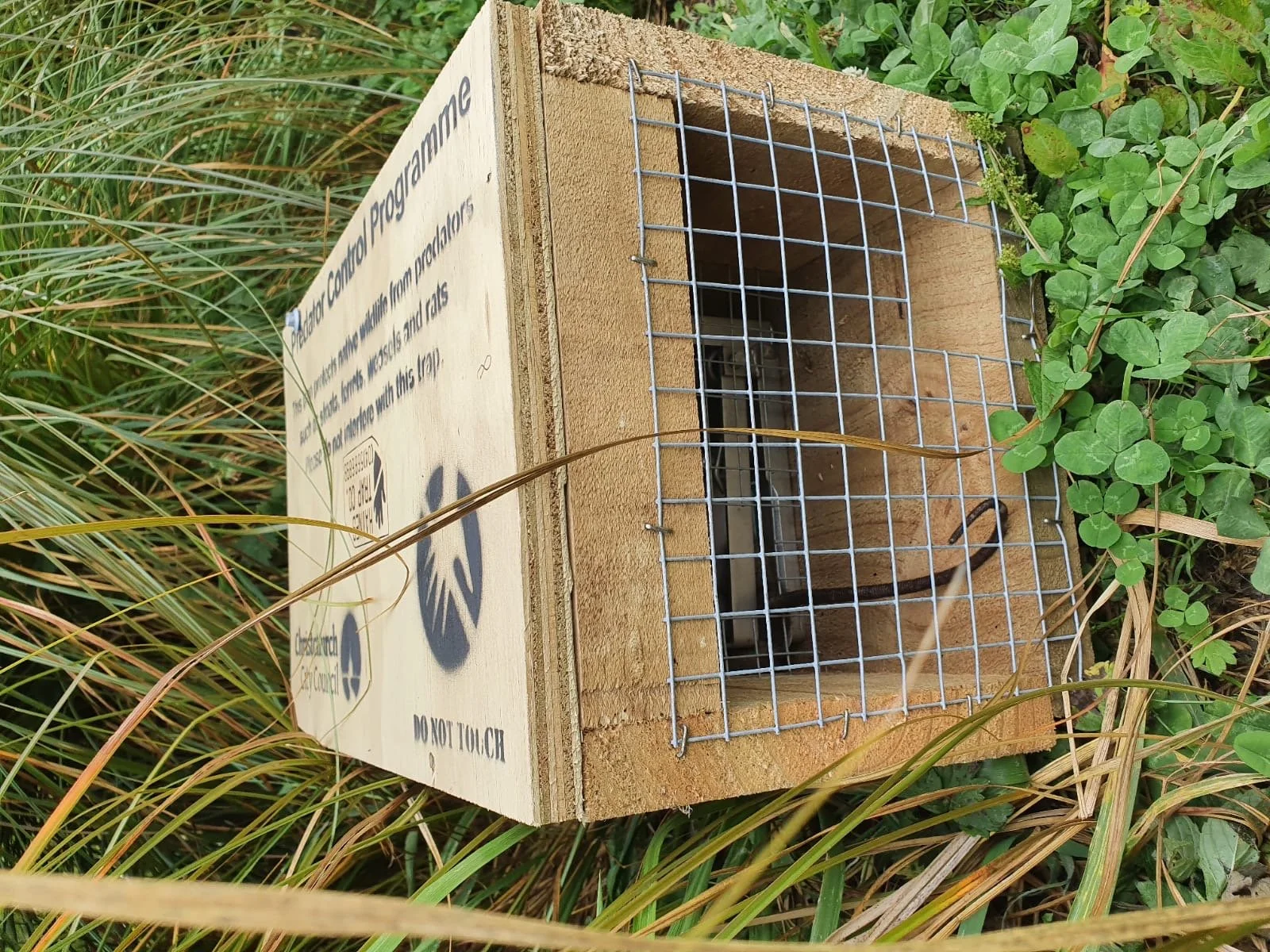 CCC trap with rats tail.JPG