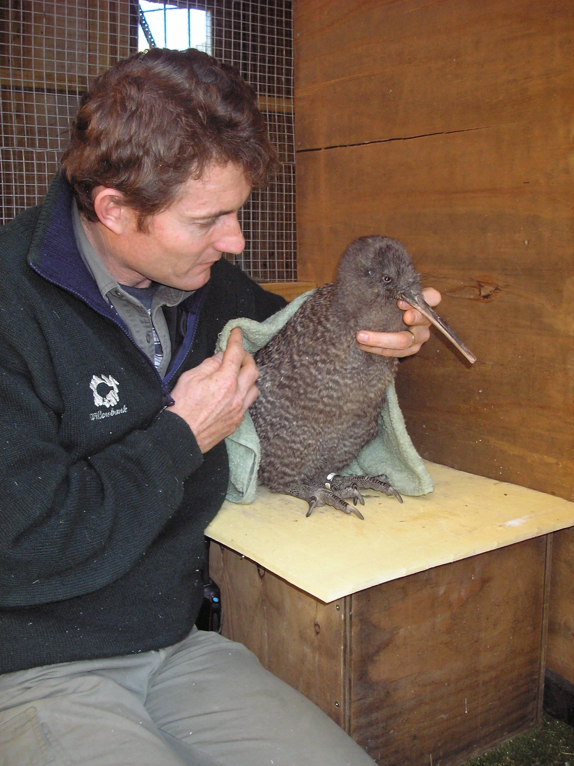 kiwi breeding photos 100.jpg