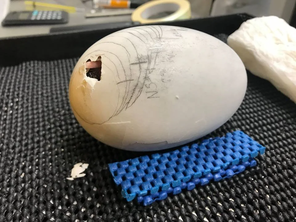 Anzac begins to hatch.jpg