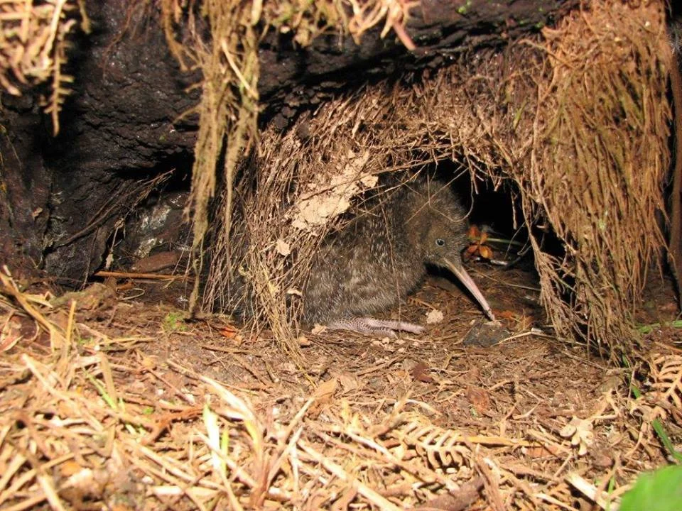 2015 Te Atarangi Wairua.jpg