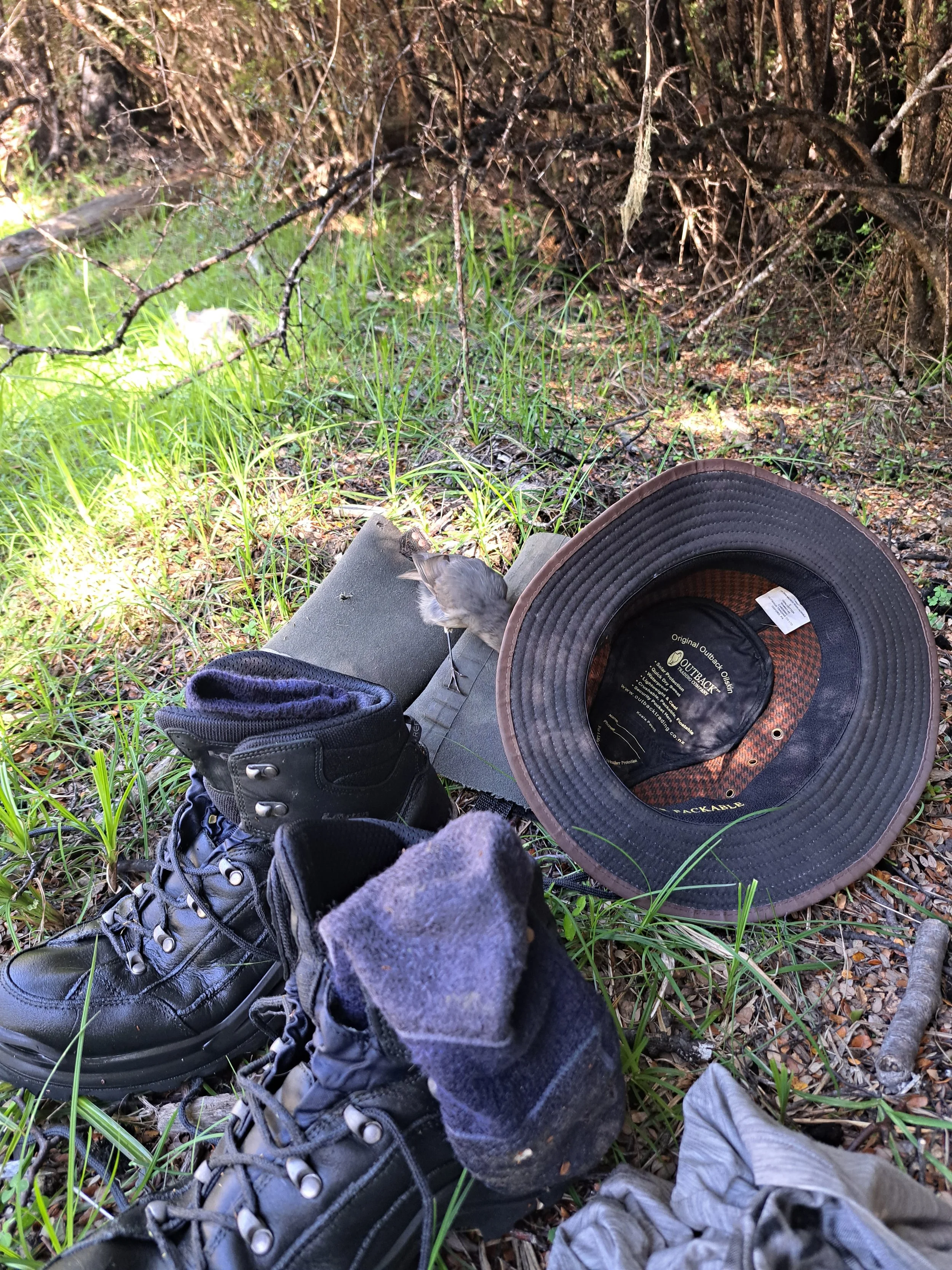 Curious Robin at Carlyle .1 (Jan 24).jpg