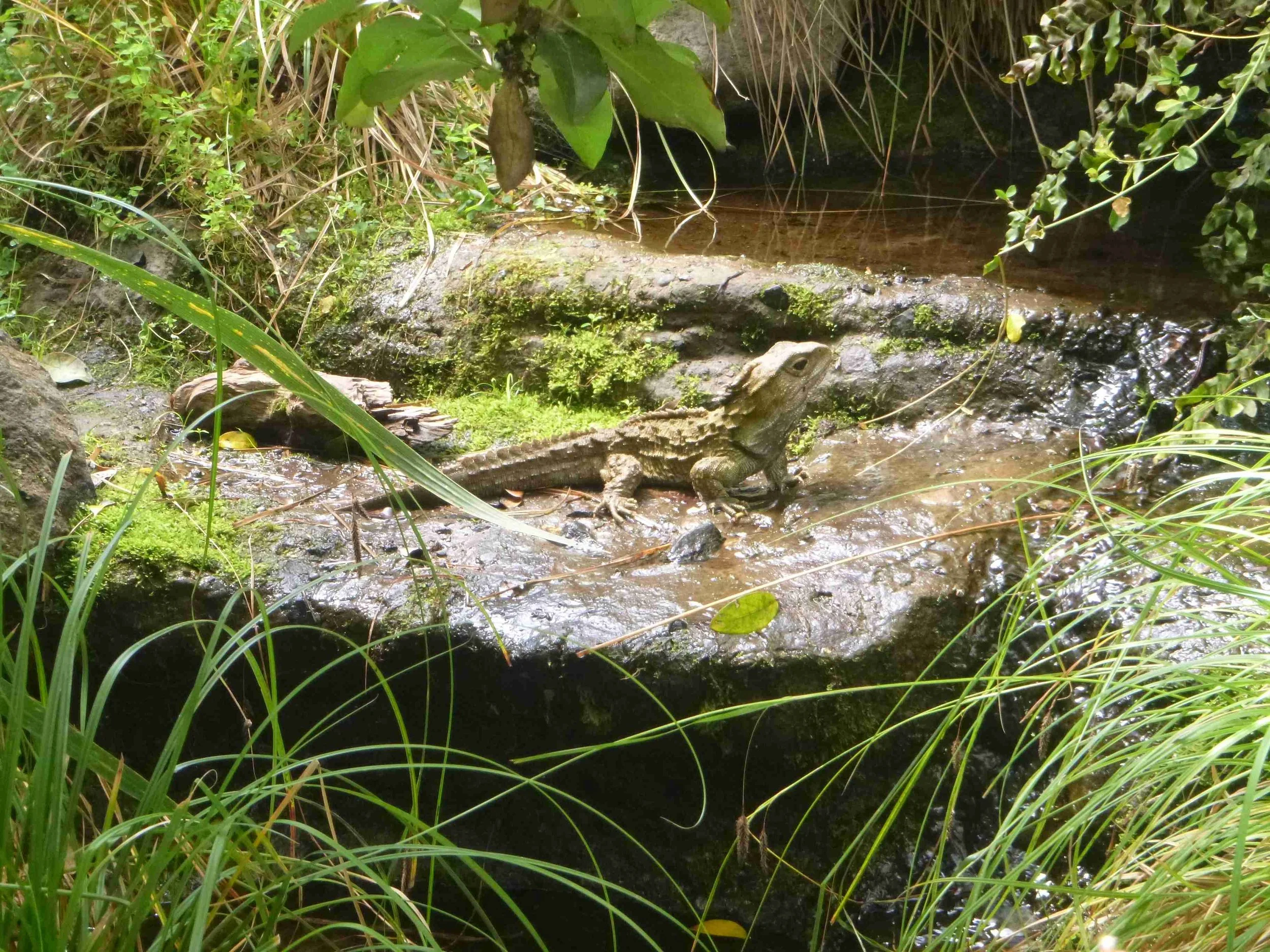 male tut in waterfall.jpg