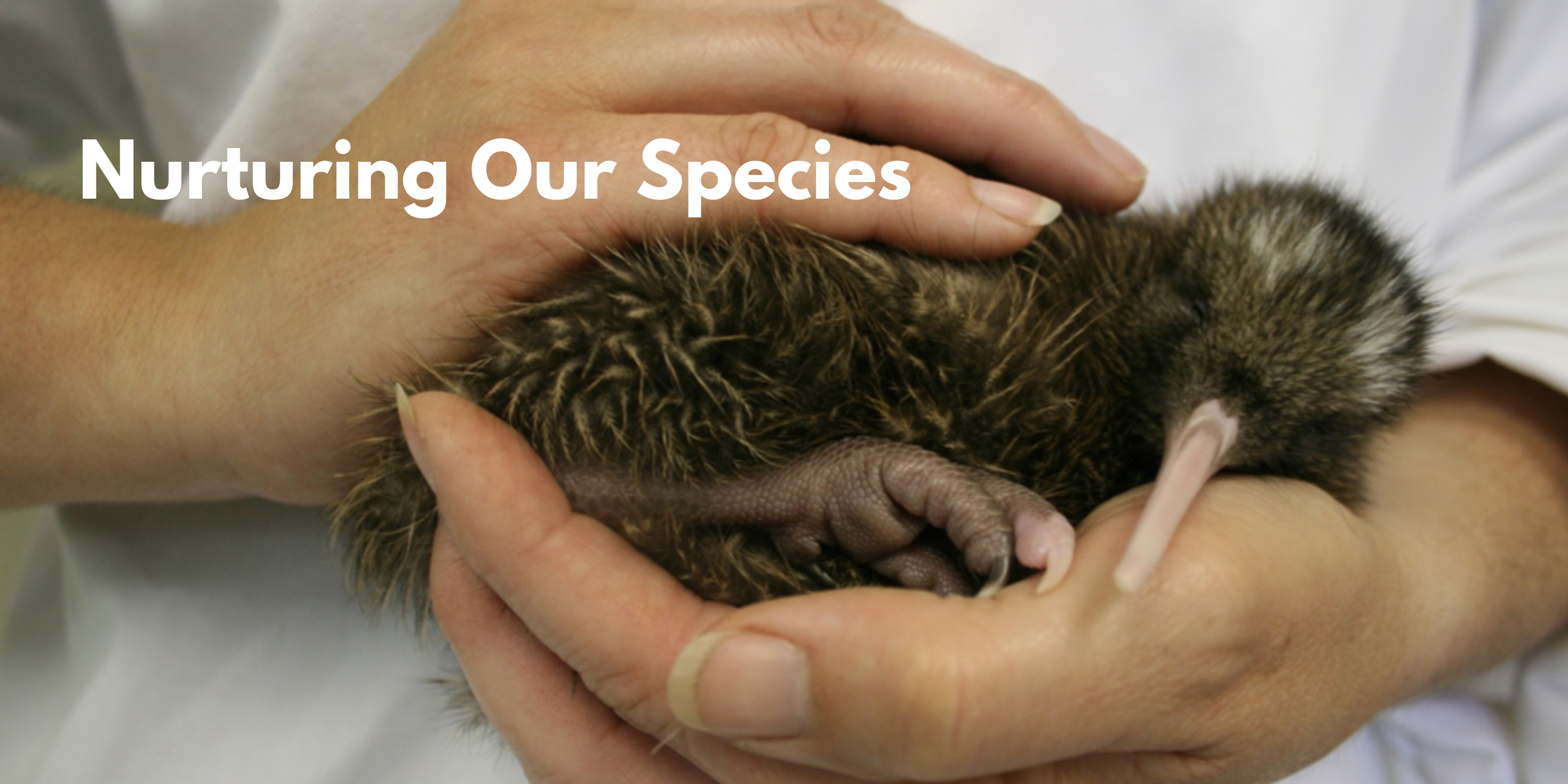 Protecting Our Wilidlife (1).png