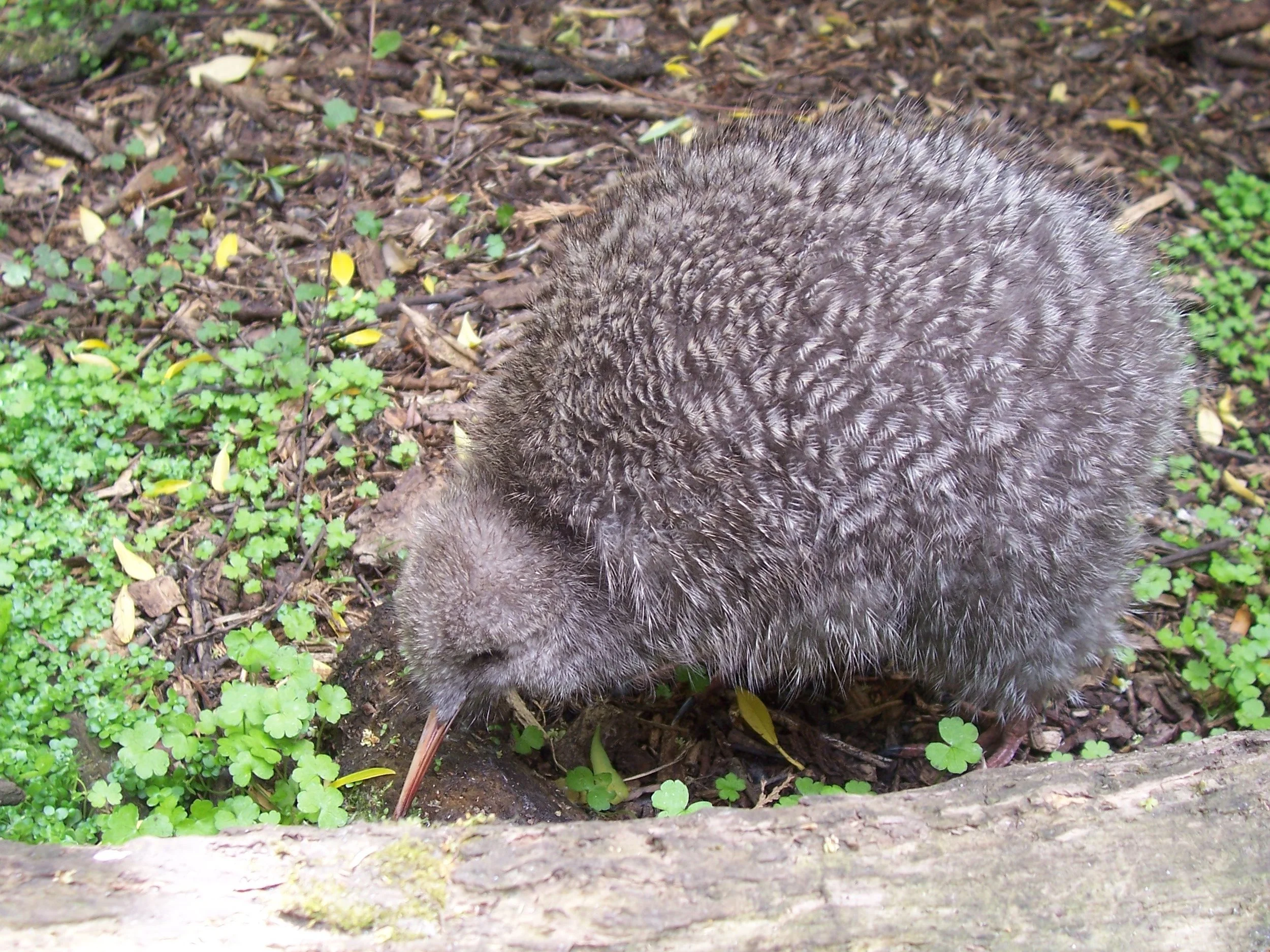 GSK Chick daytime.jpg