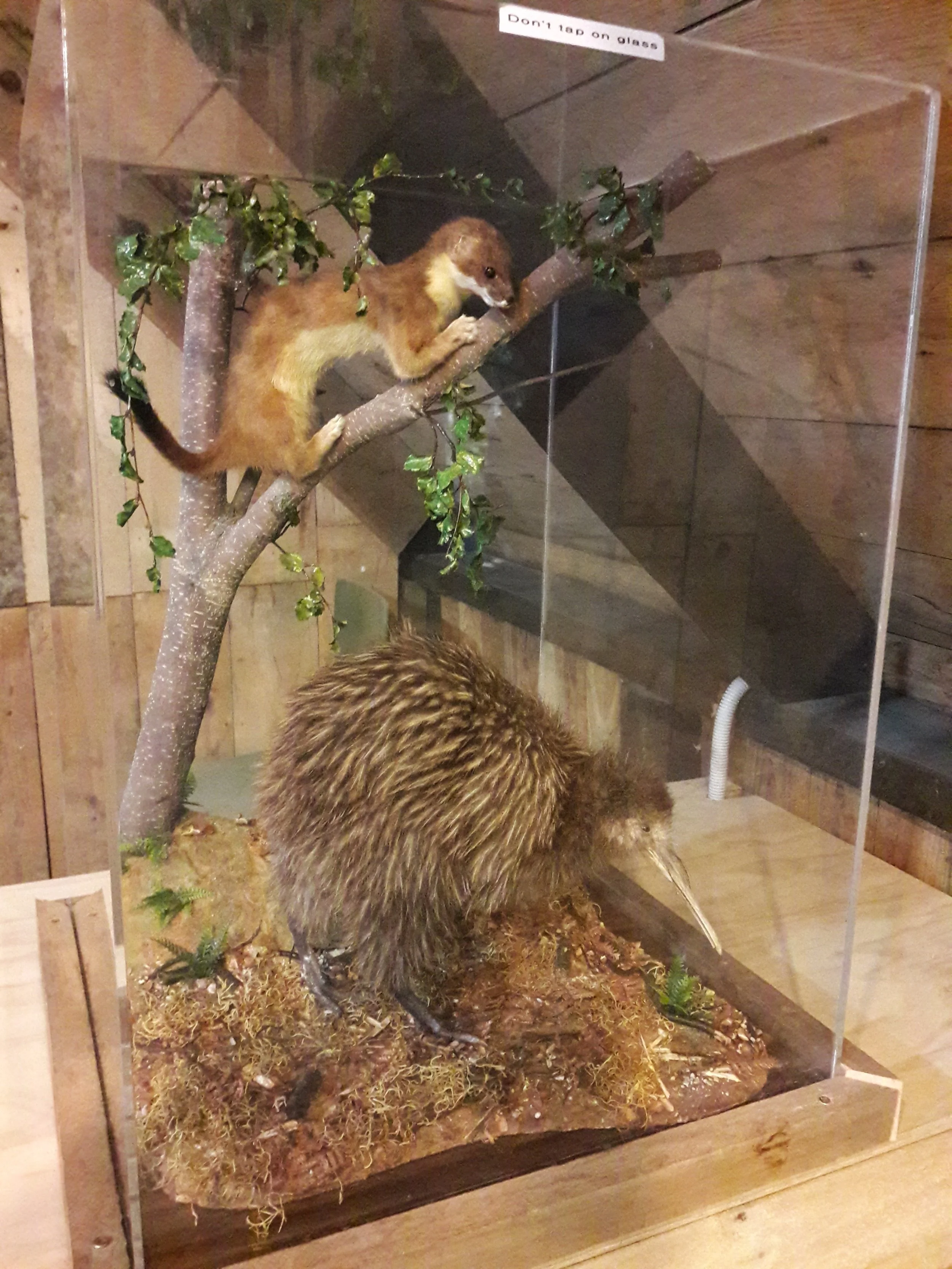 NI Brown & stoat.jpg