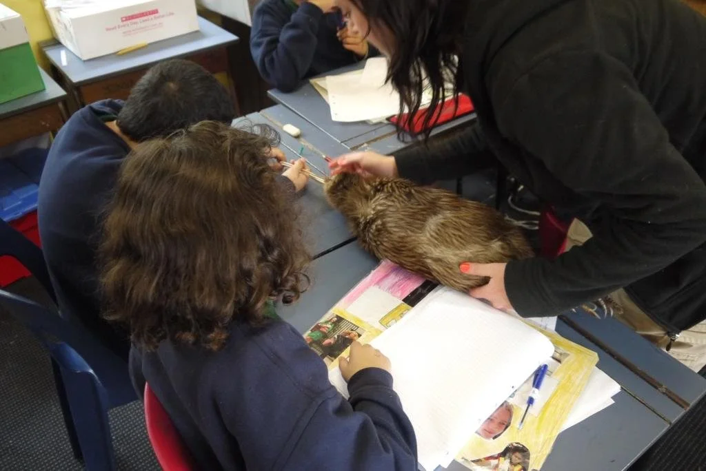 Kiwi specimen skin web pg.JPG