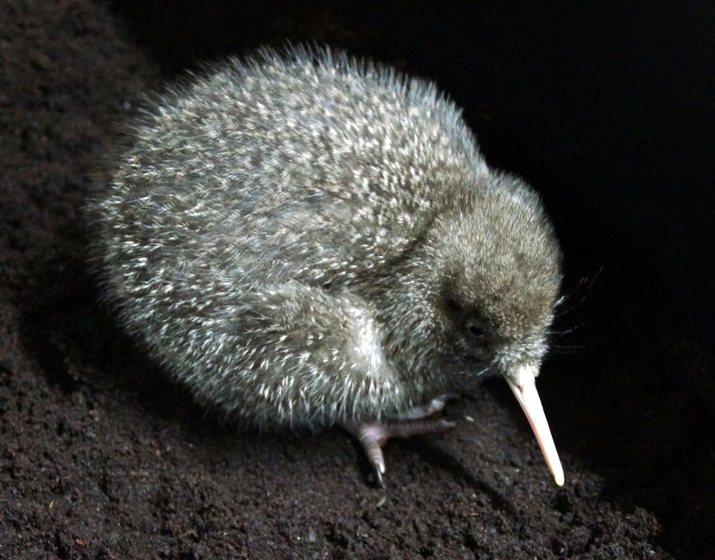 1st GSK chick 19.2020 season - Copy.JPG