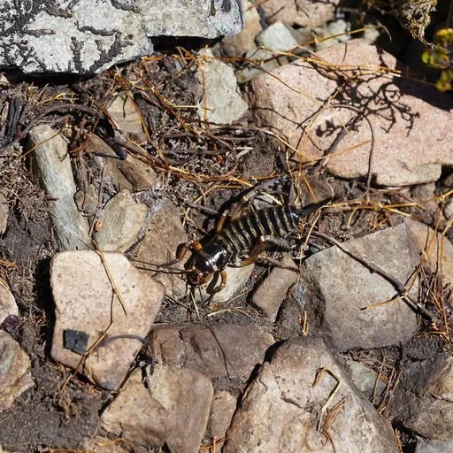 Canterbury Weta.jpeg