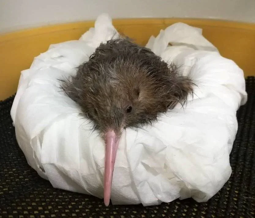 Anzac in TLC - Copy.jpg