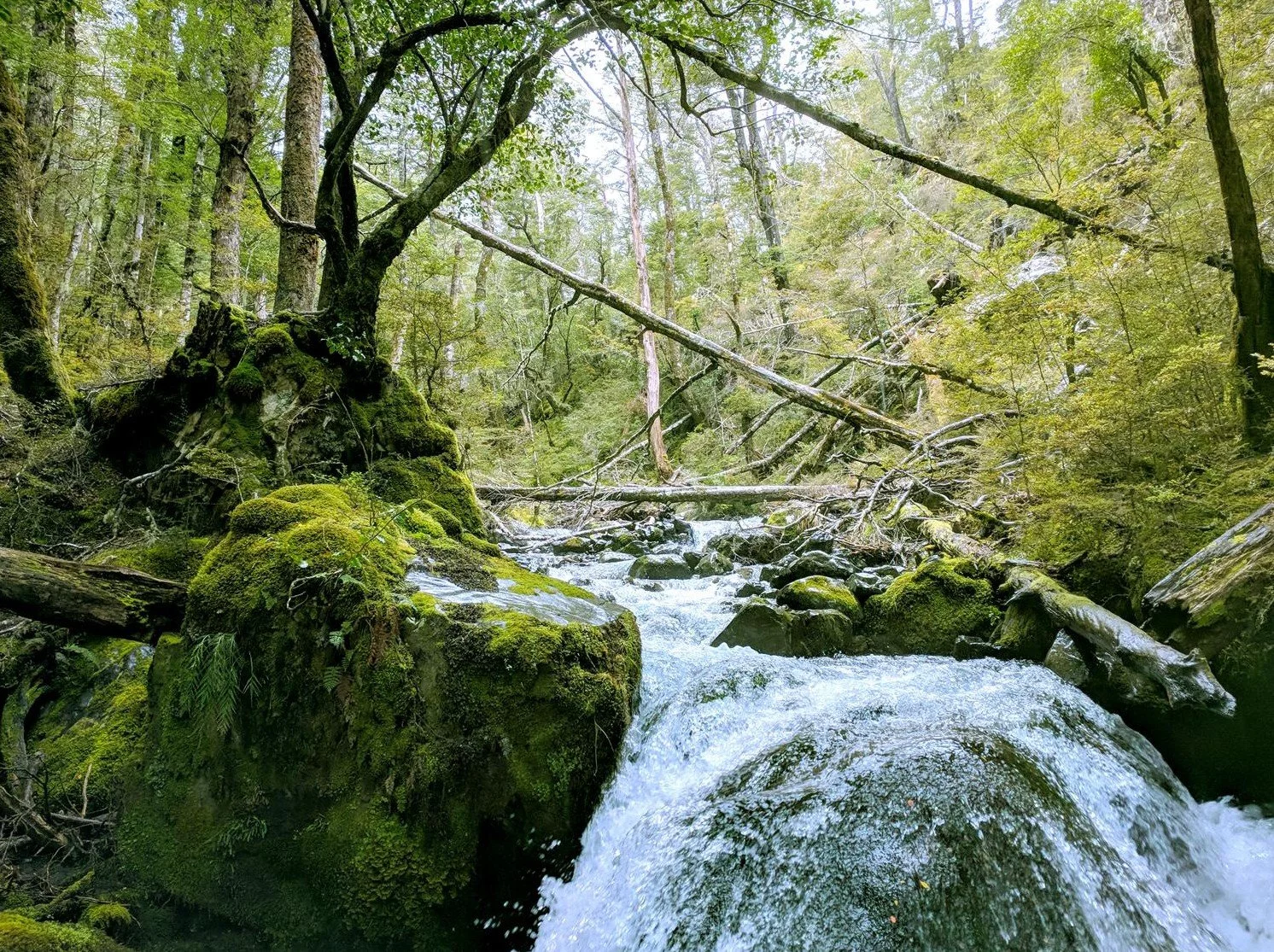 Carlyle forest floor.jpg