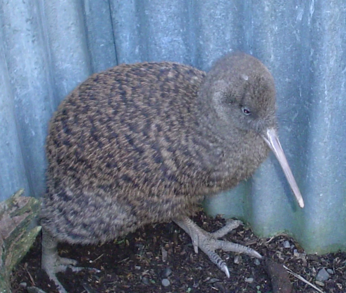 Mohua Adjusted 2.jpg