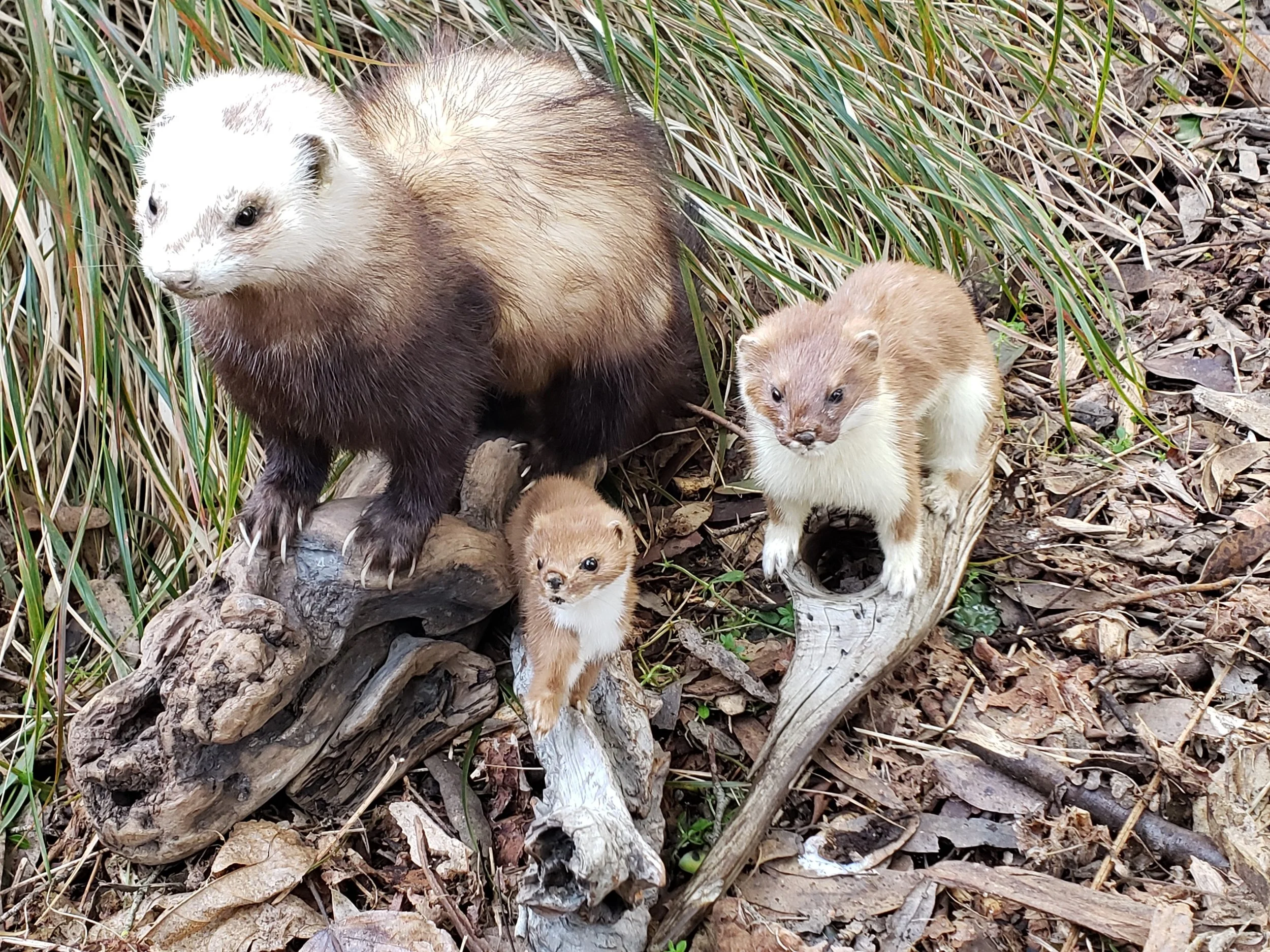 Mustelid's - ed programme.jpg