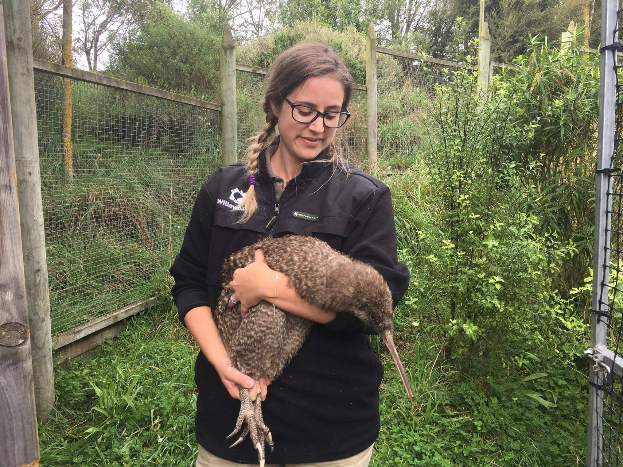 Mohua  GSK female.png