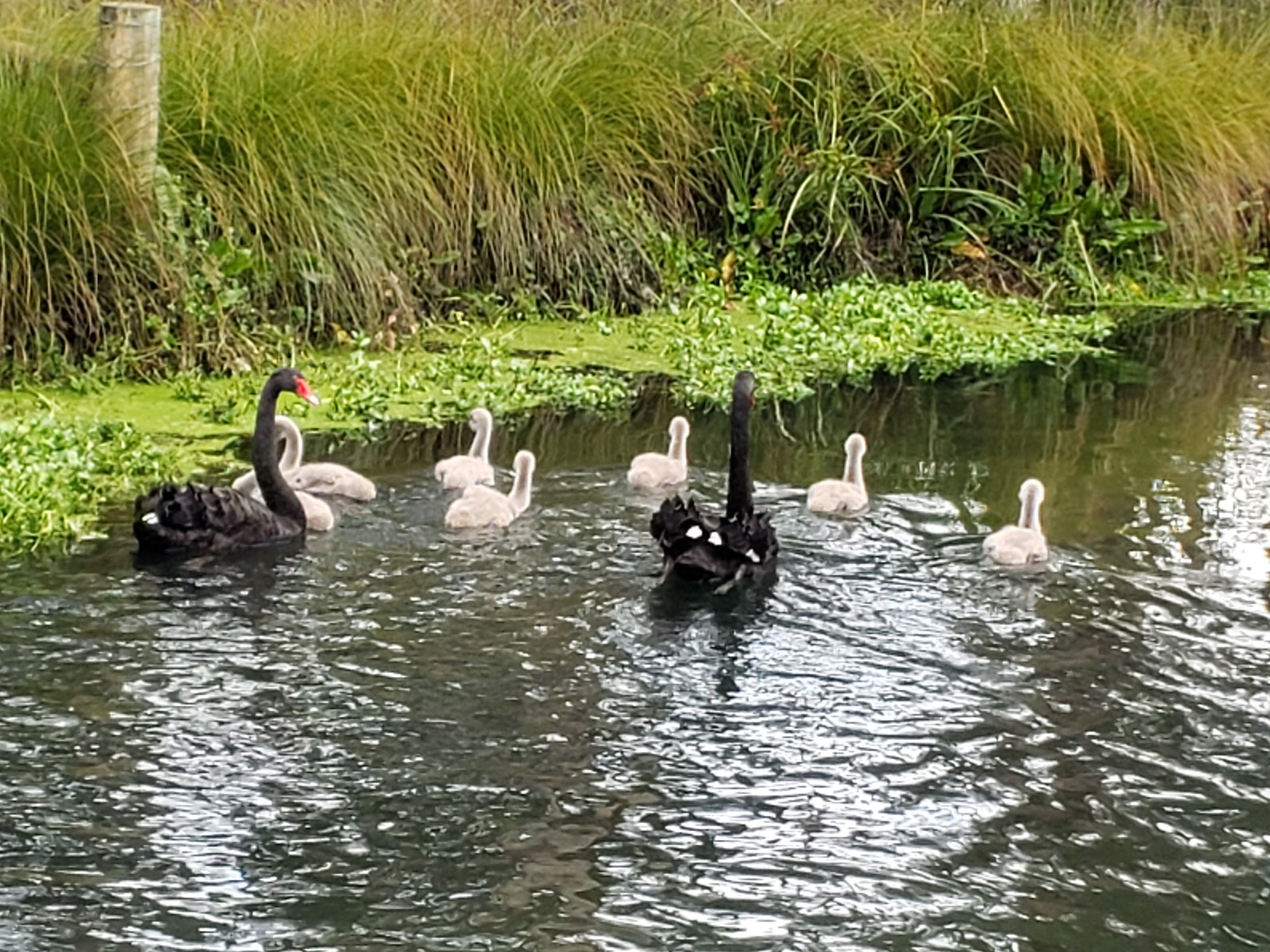 Radcliffe Rd swans and cygnets.jpg