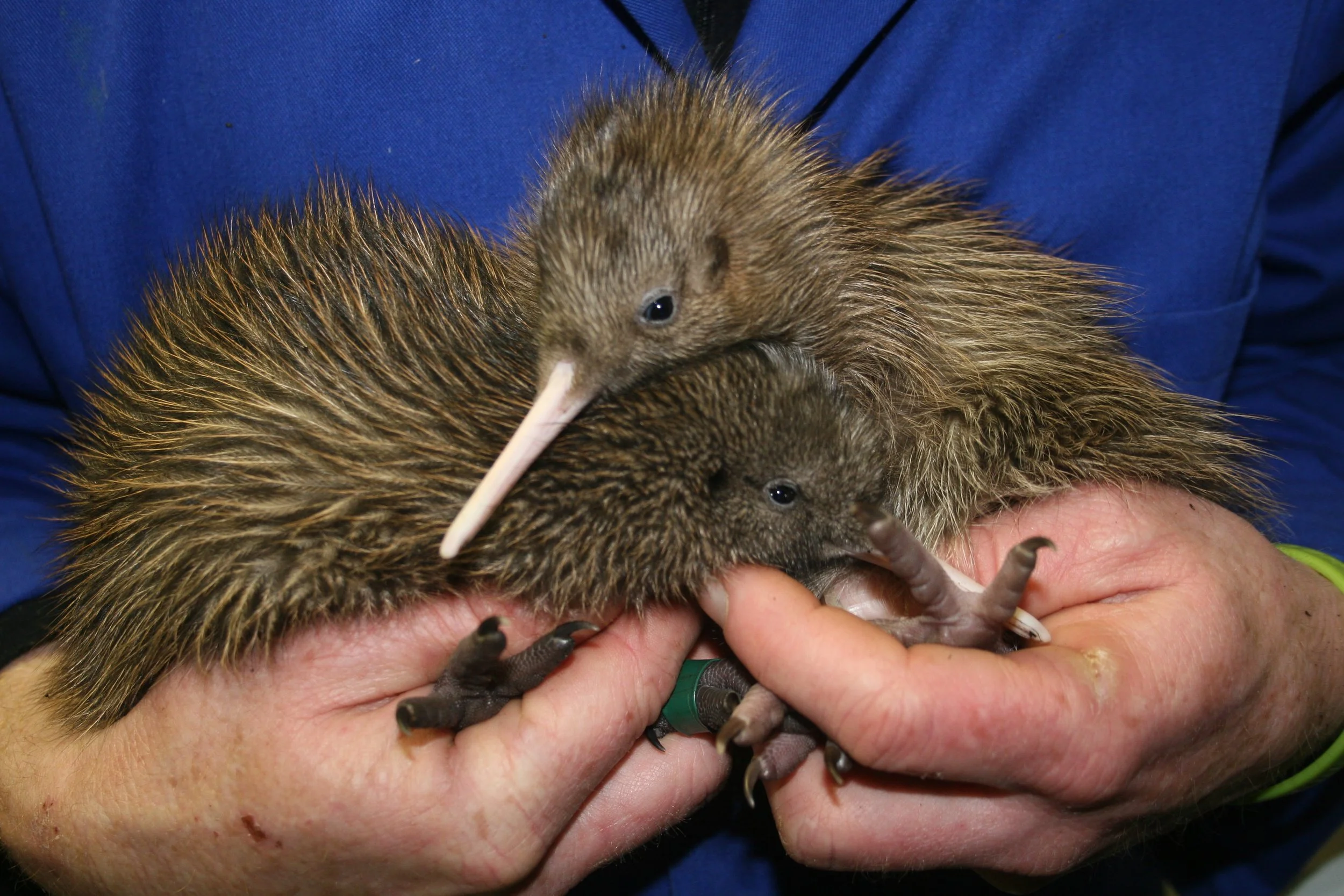 Haast - IT and BC#1 1011 002.jpg