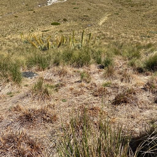 Browse pig rooting.jpeg