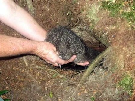 Tensing being placed into burrow.JPG