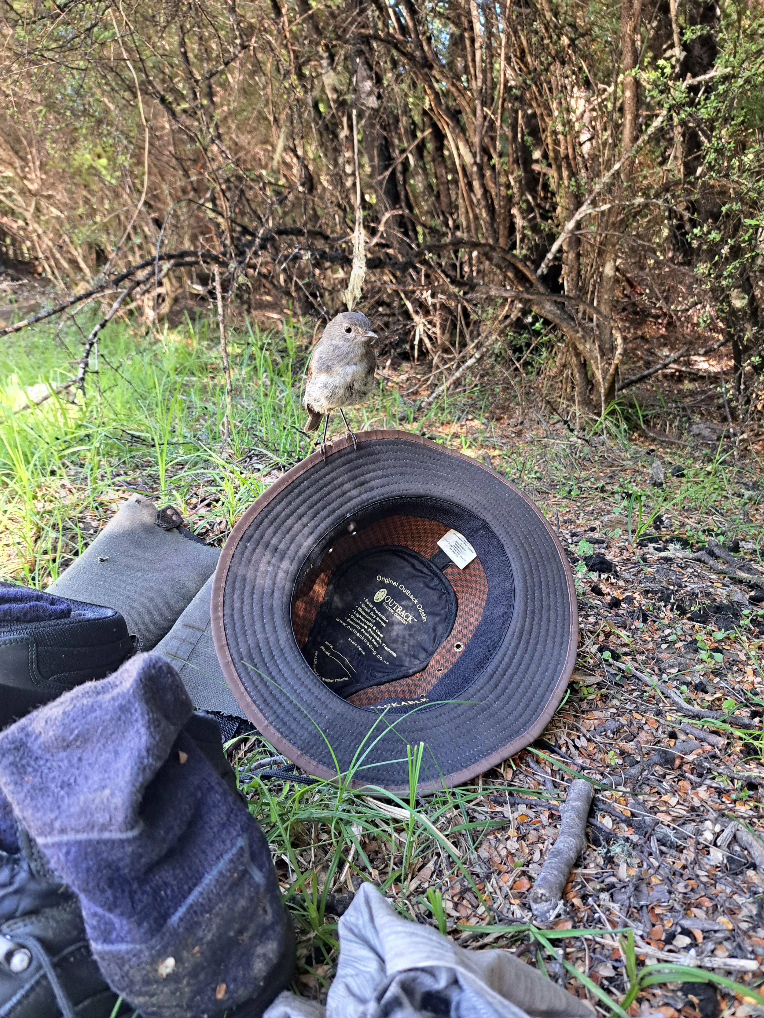 Curious Robin at Carlyle (Jan 24).jpg