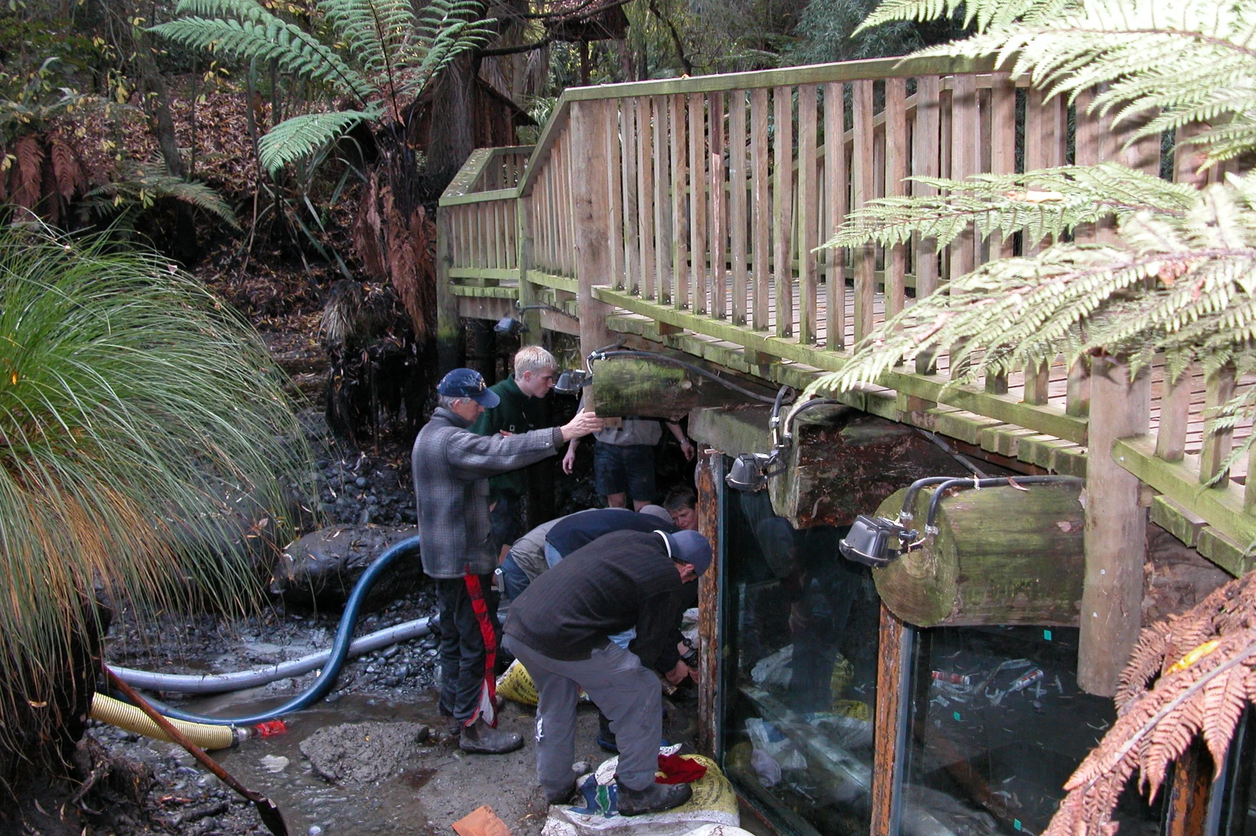 Trout Window June 04 012.jpg