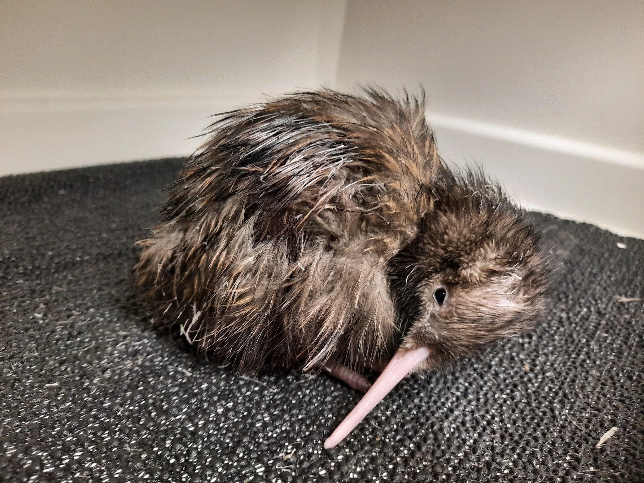 Astro - NI Brown chick 4.9.21.jpg