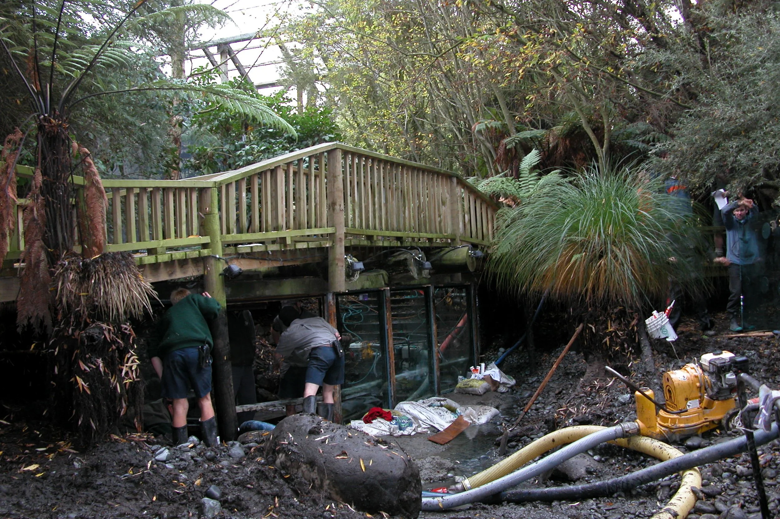 Trout Window June 04 014.jpg