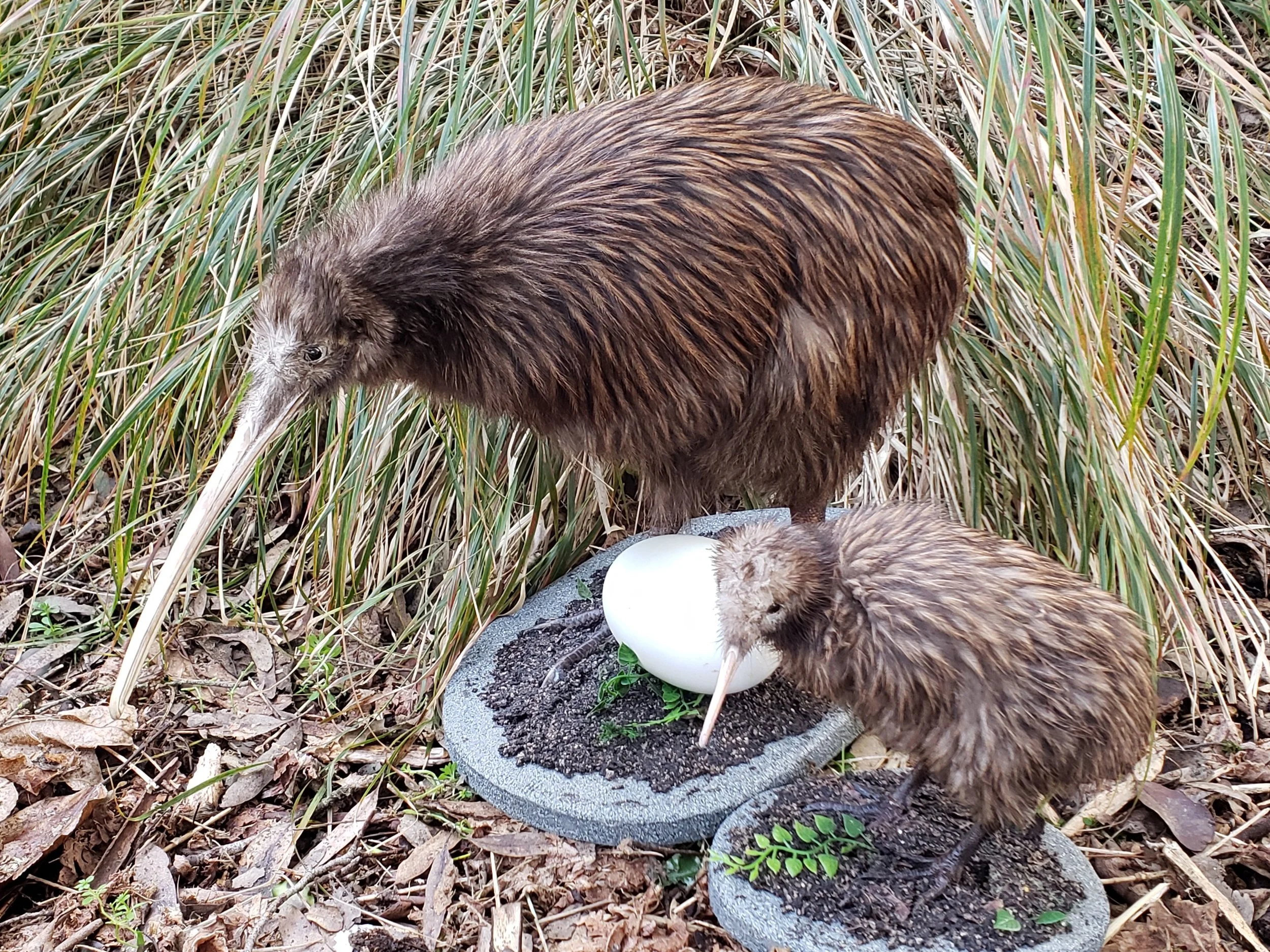 NI Brown kiwi - ed. programme.jpg